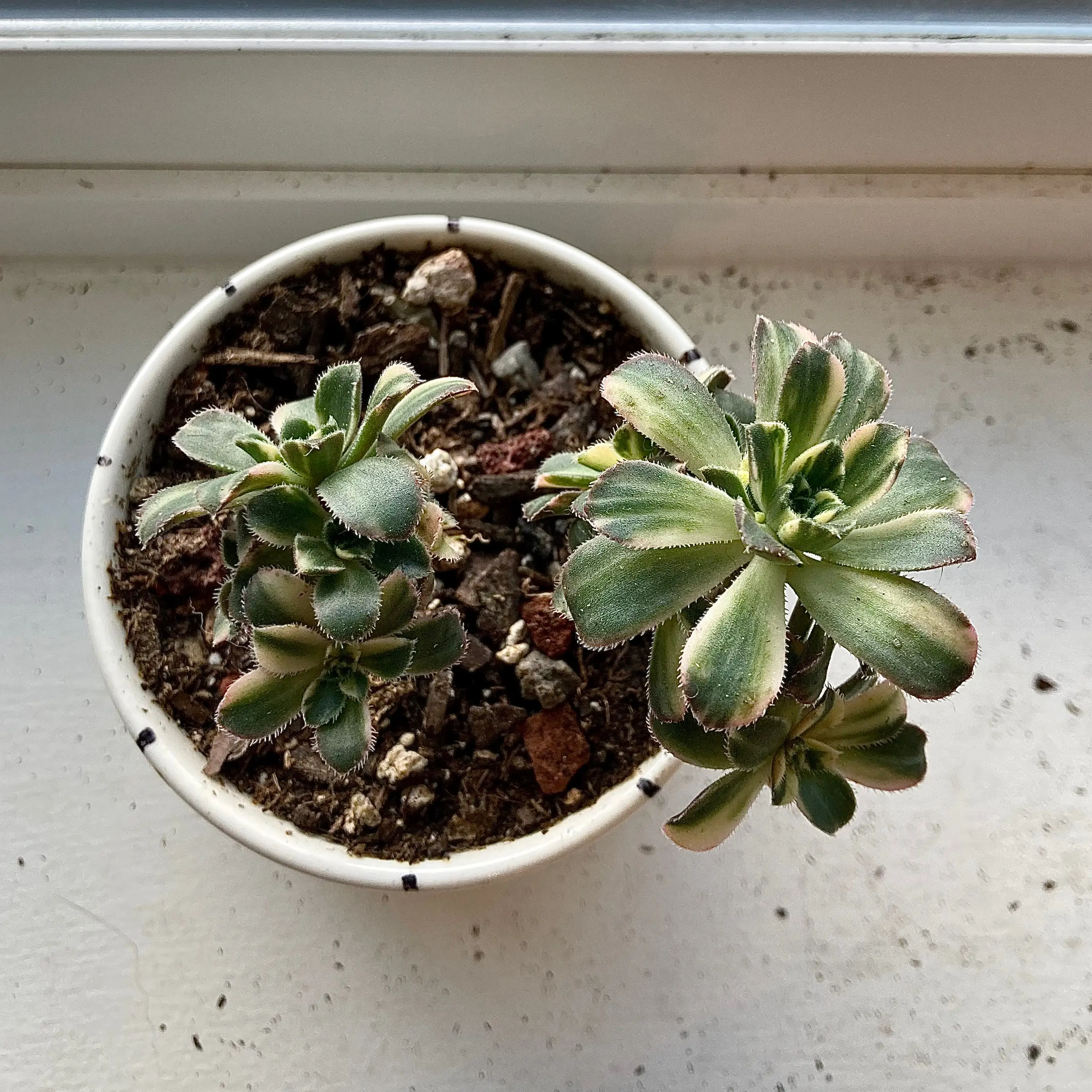 Potted Aeonium 'Sunburst' plant with two rosettes, healthy and well-framed.