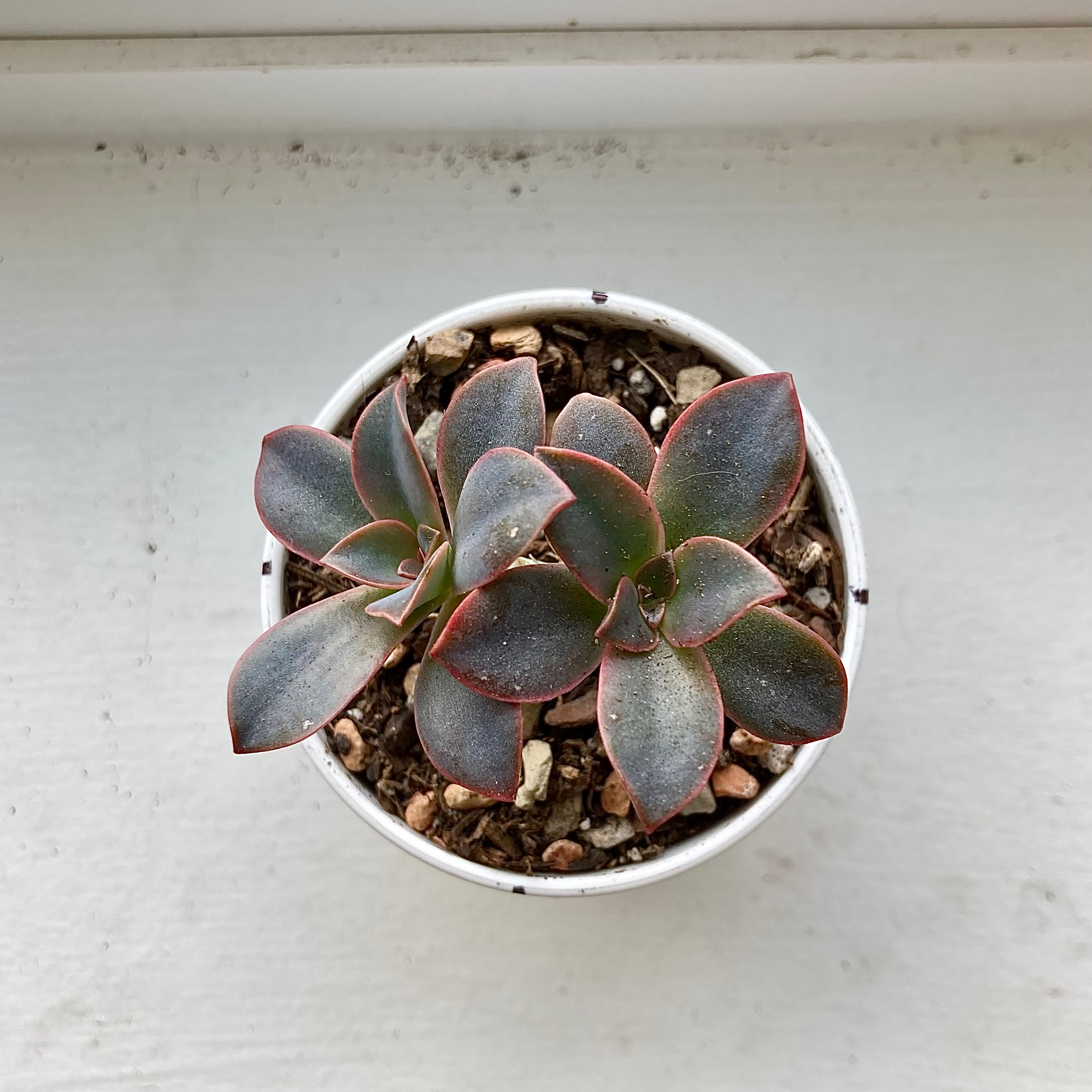 Potted Graptoveria 'Fred Ives' succulent with healthy leaves.