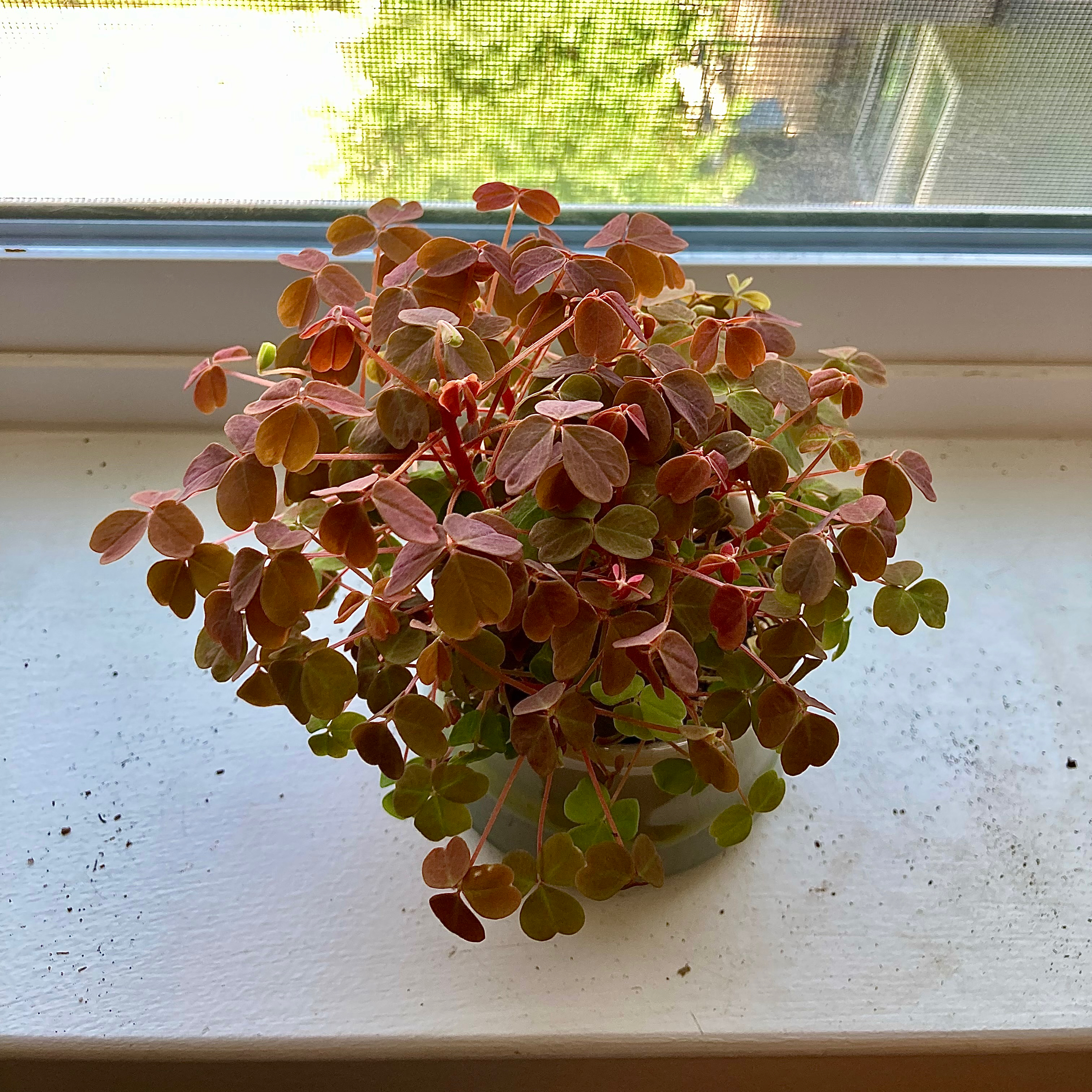 Potted Creeping Woodsorrel plant with trifoliate leaves on a windowsill.