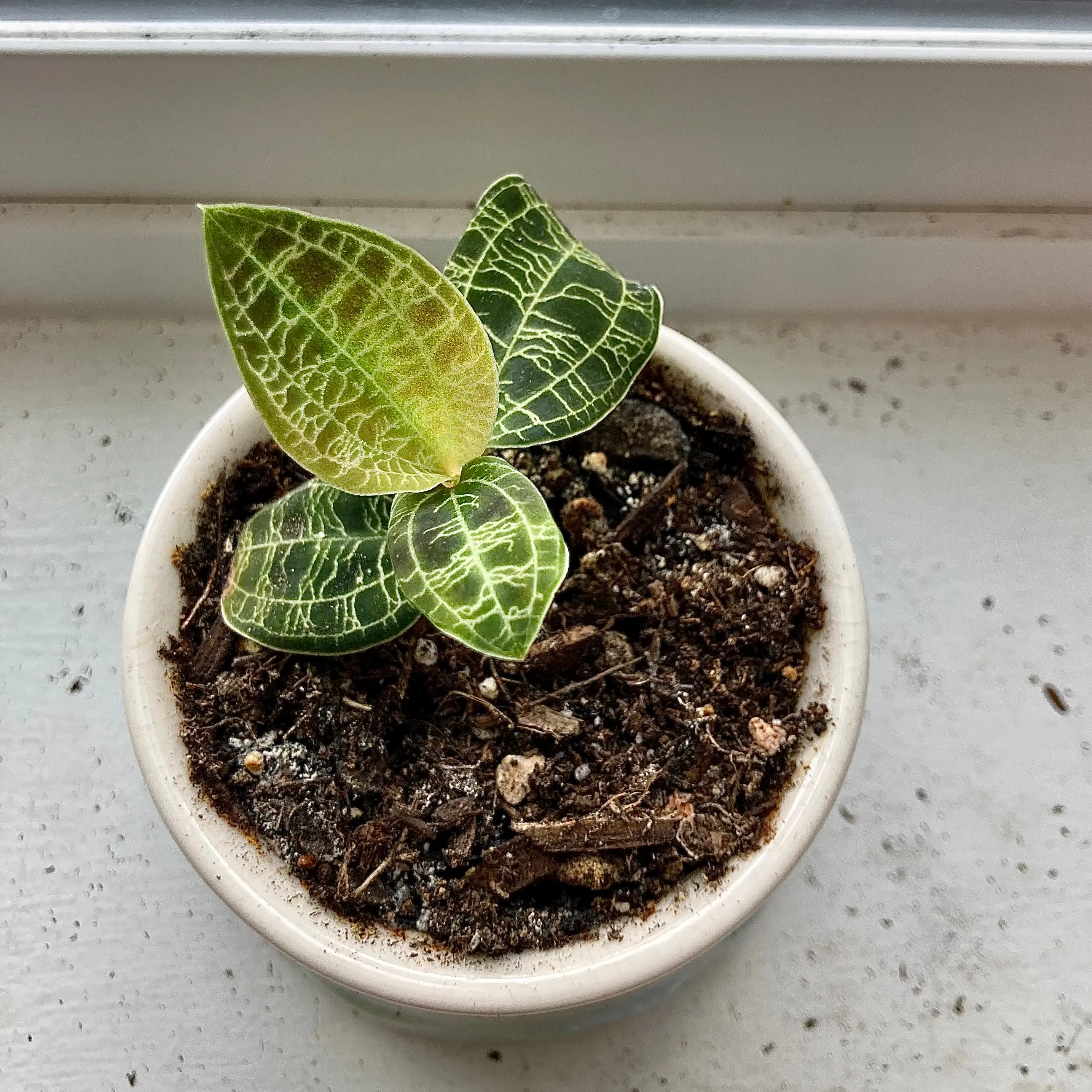 Potted Lightning Bolt Jewel Orchid with distinct veined leaves.