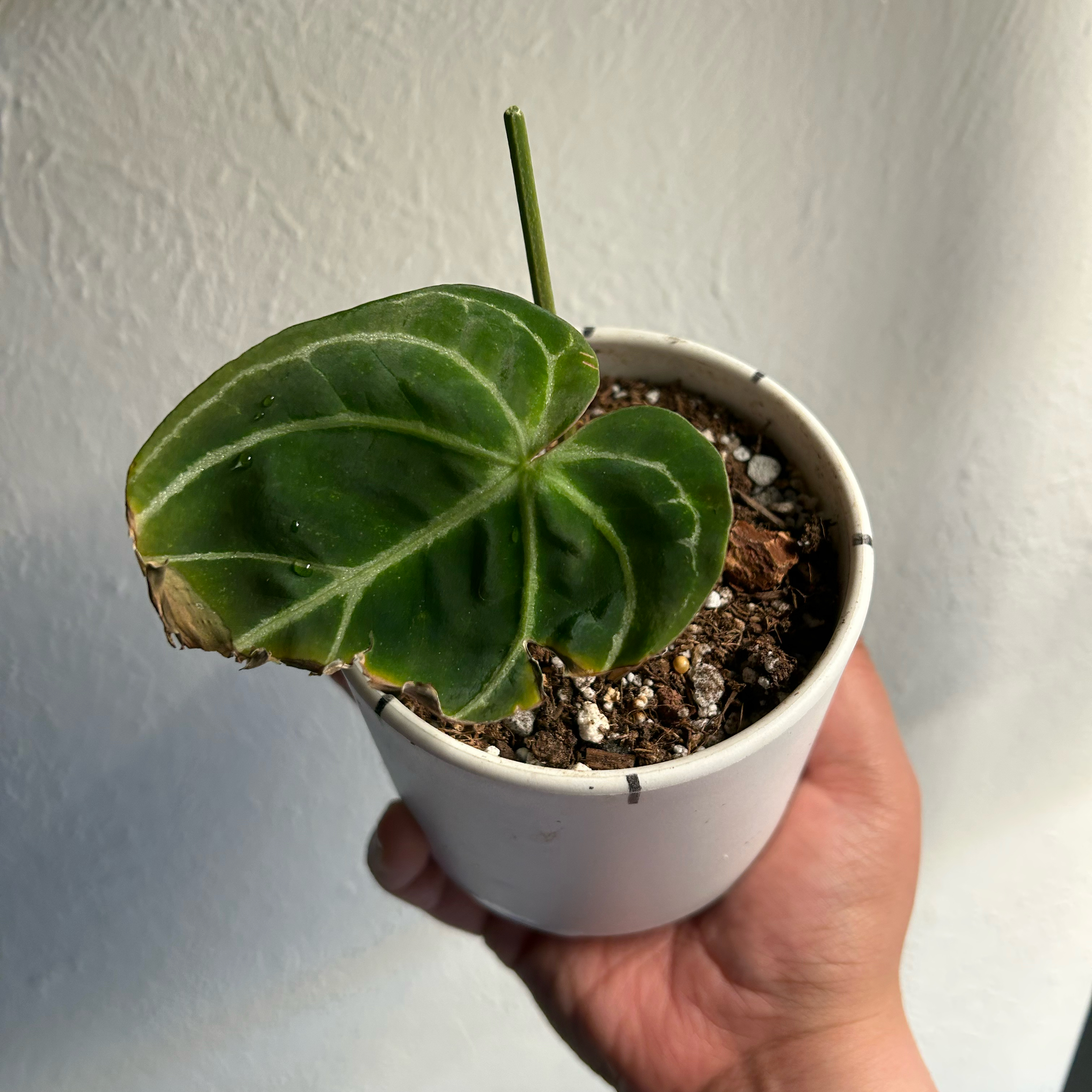 Denali