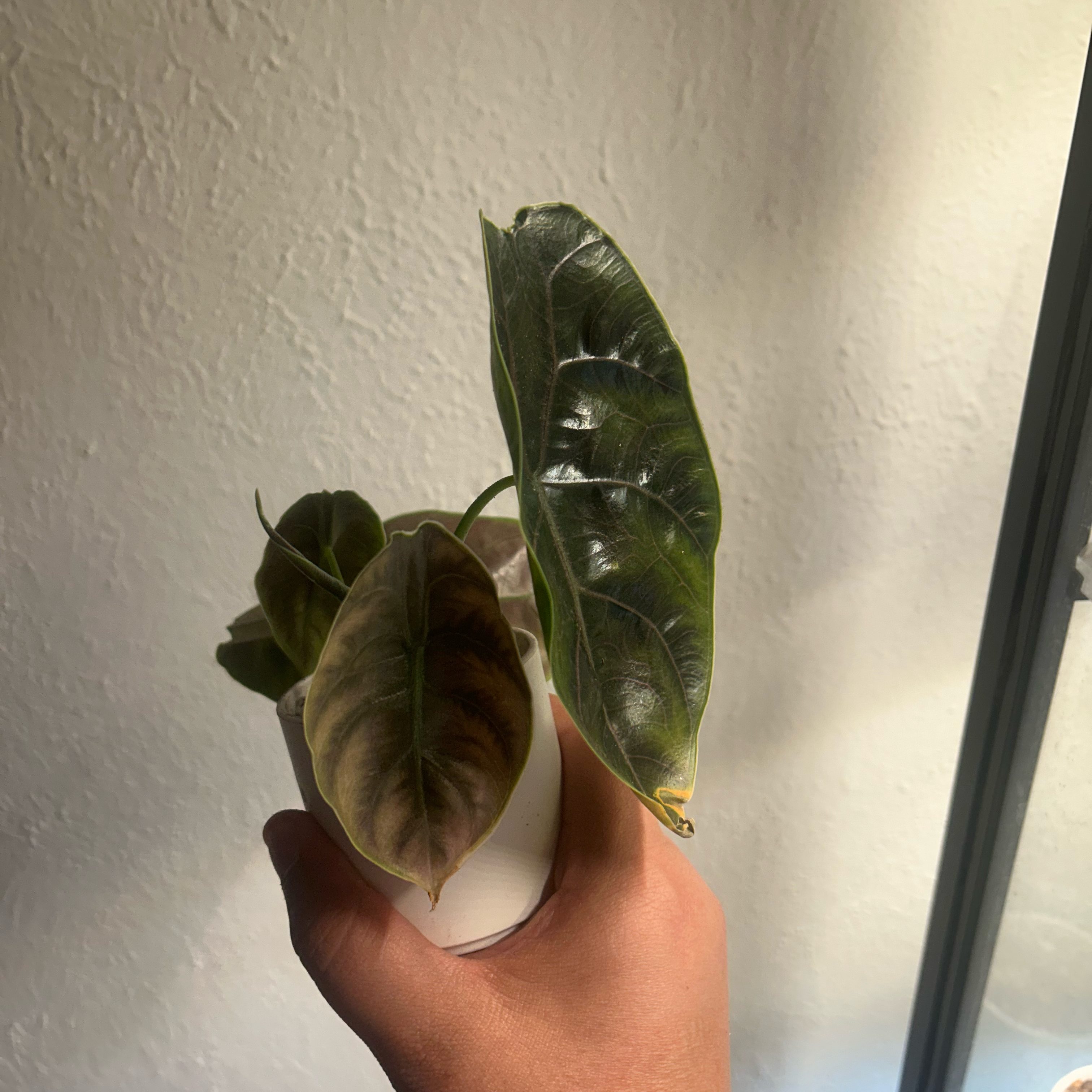 A Red Mambo plant with browning leaves held by a hand.