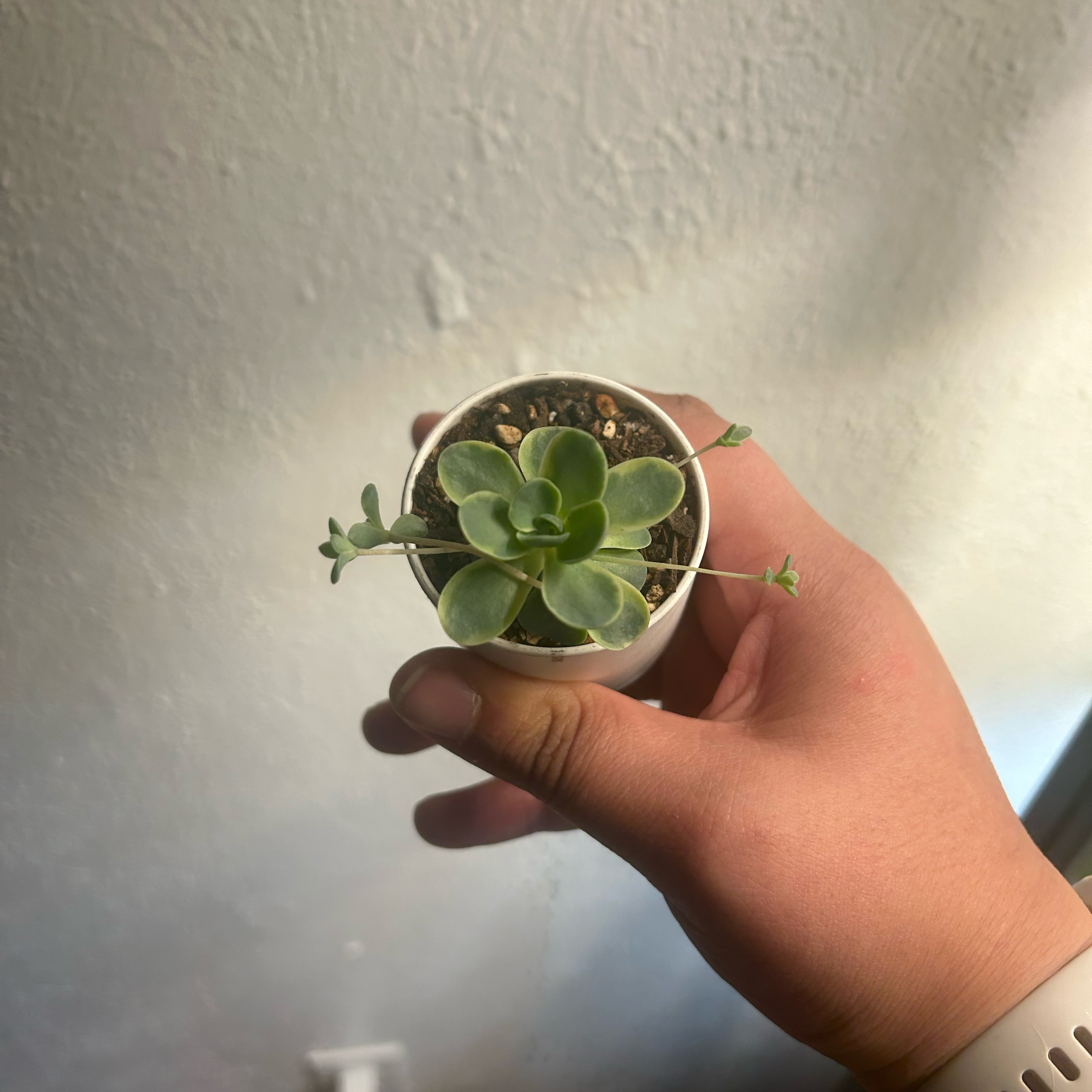 A healthy Dunce Cap succulent in a white pot, held by a hand.