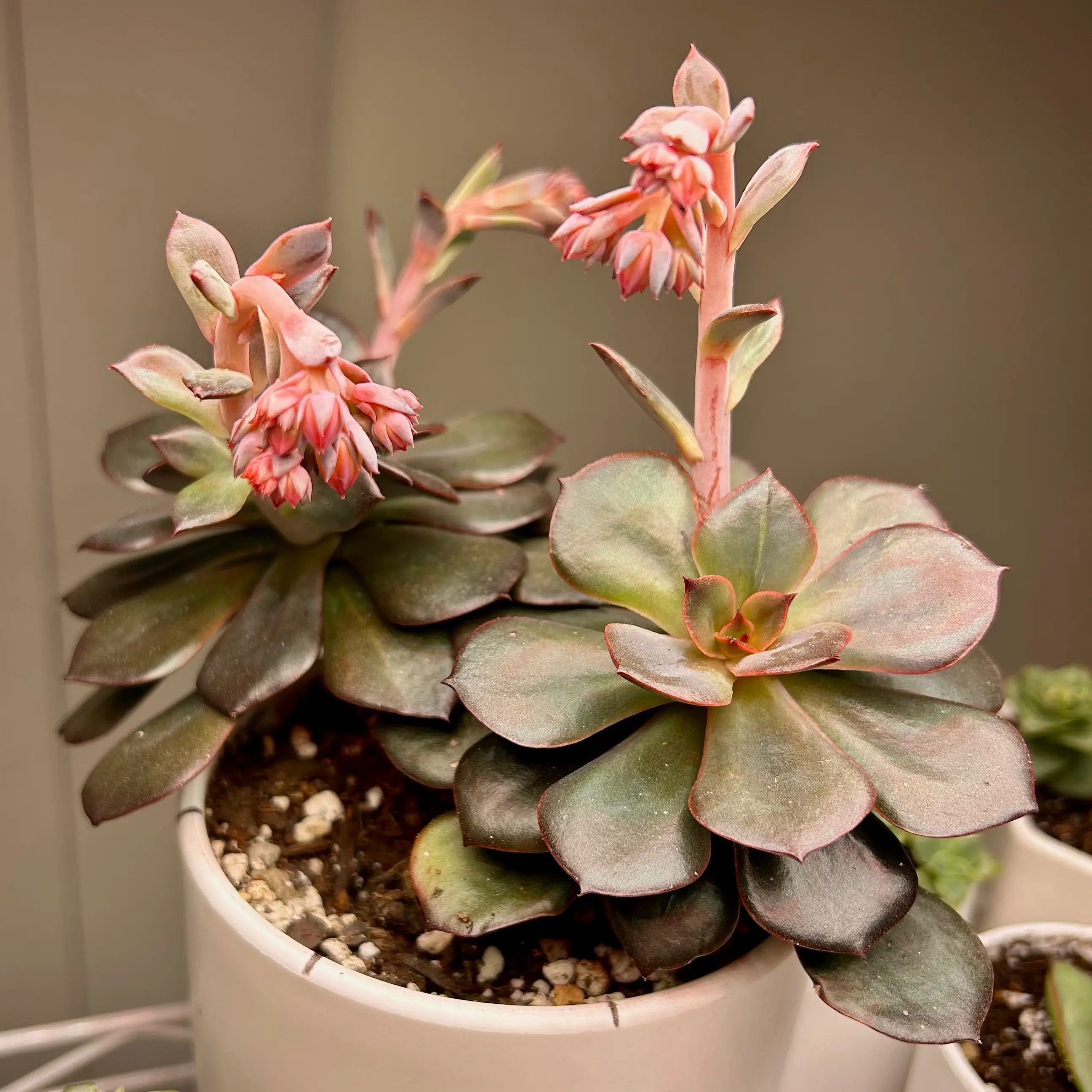 Echeveria 'Orion' succulent with pink flowers in a white pot.