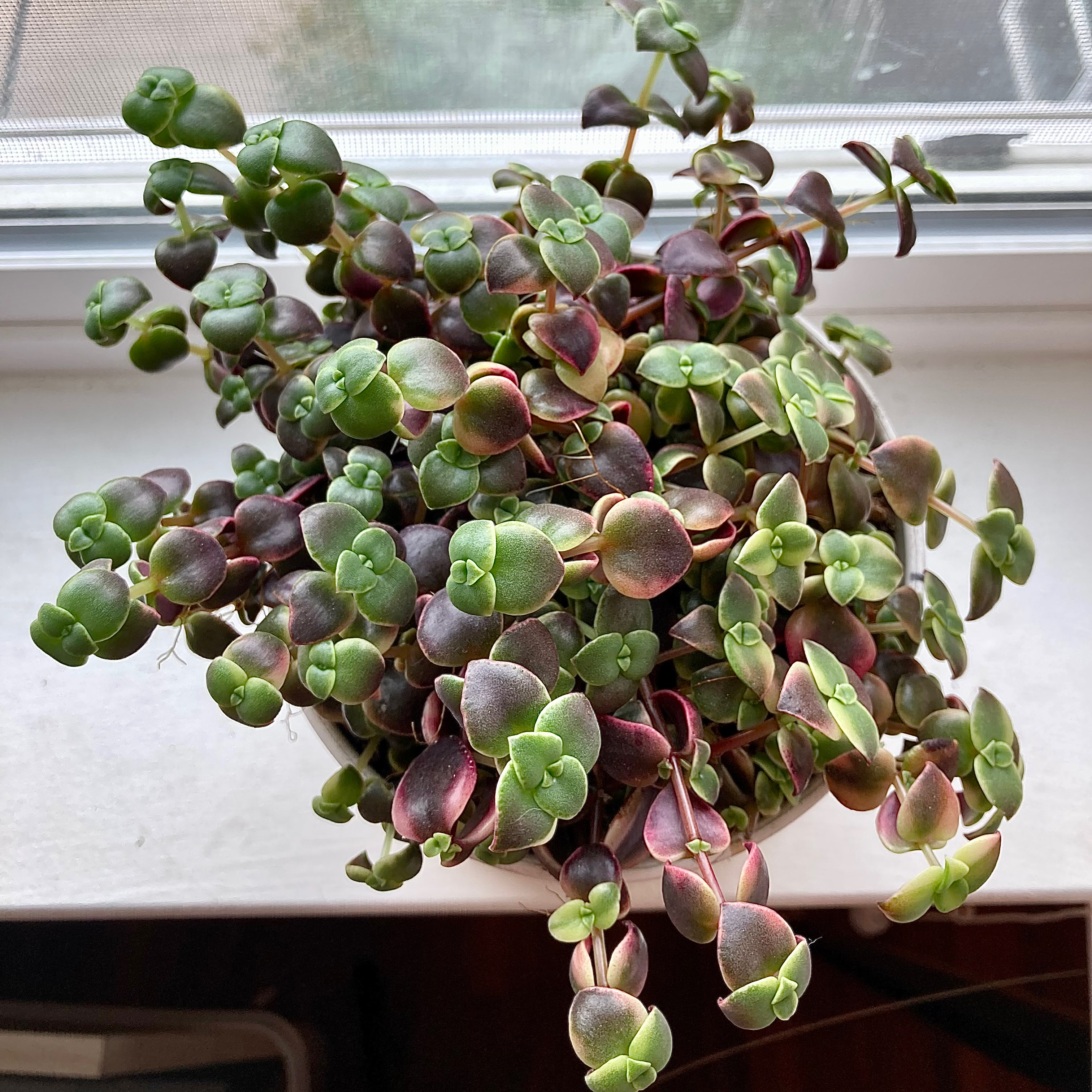 Healthy Calico Kitten plant with vibrant green and purple leaves on a windowsill.