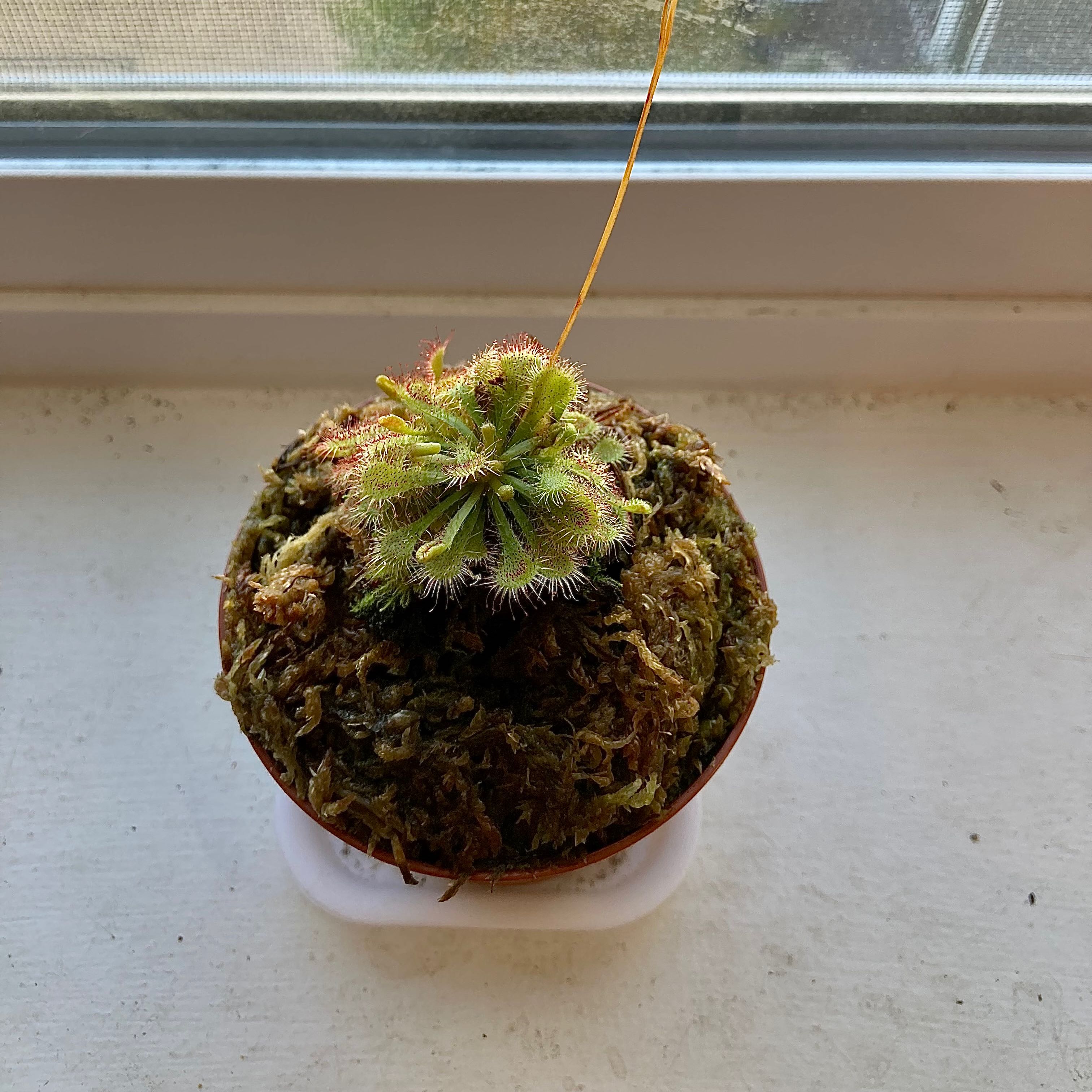 Spoon-Leaved Sundew plant in a pot on a windowsill, covered with moss.