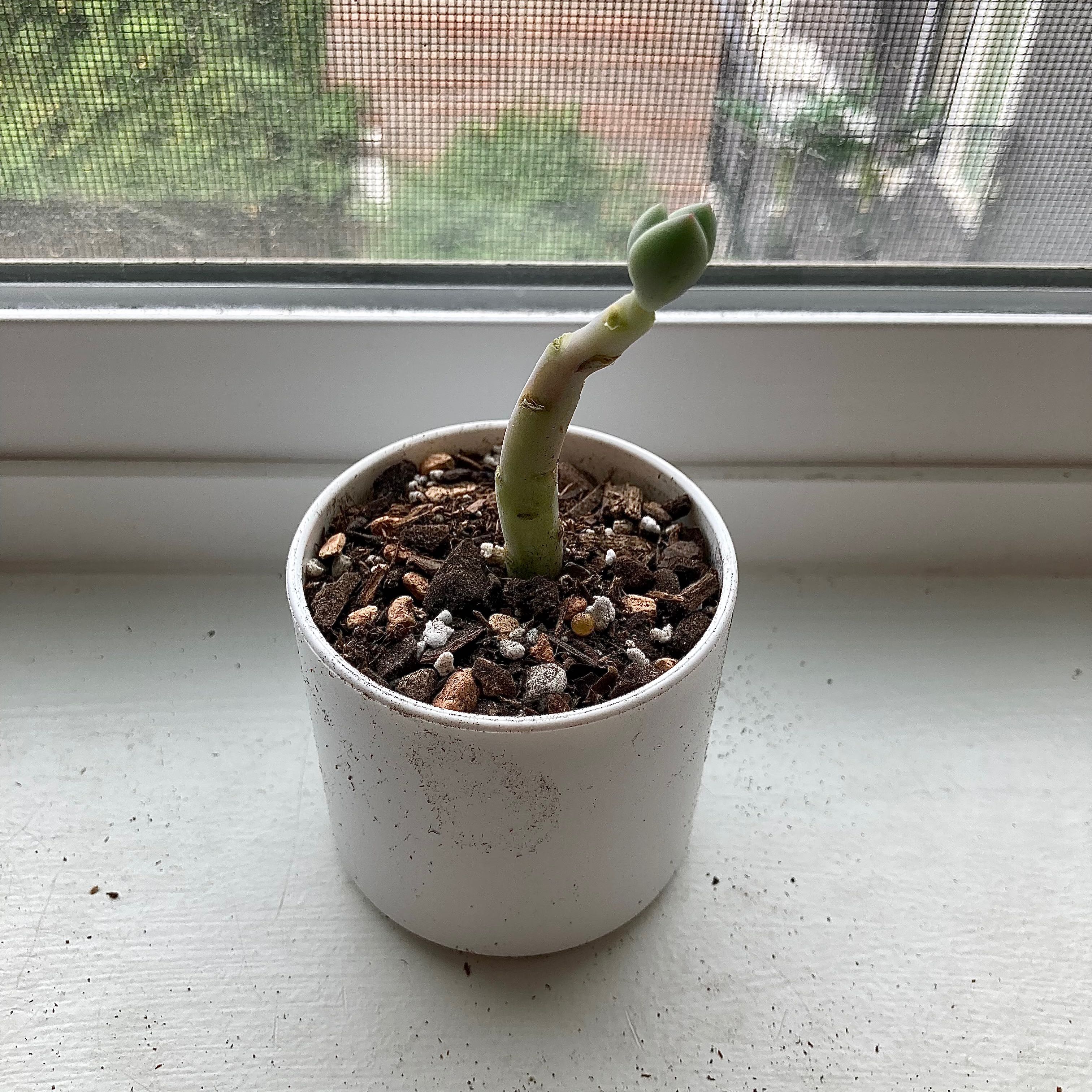 Potted Graptoveria 'Opalina' with a single leggy stem and visible soil.