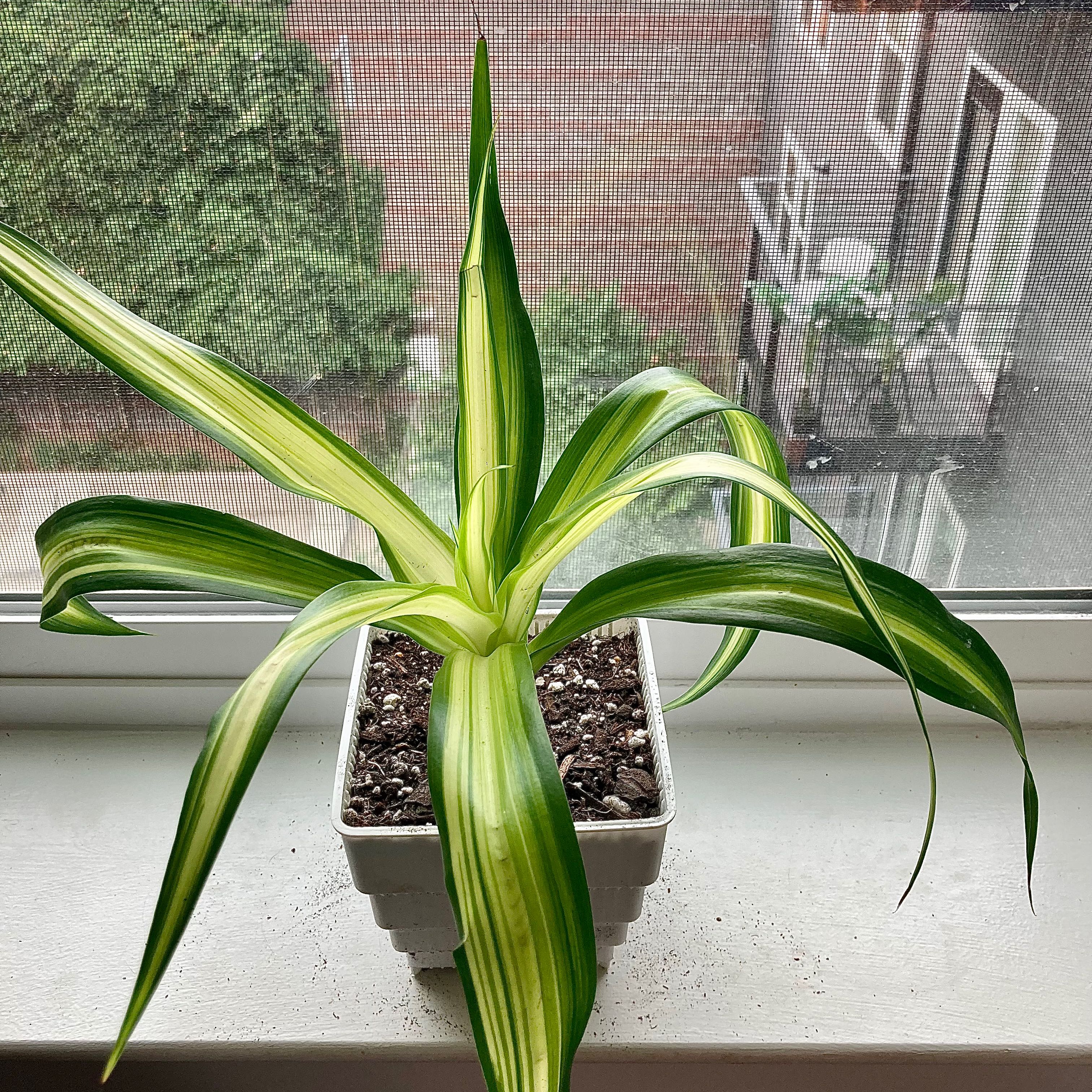 Hawaiian Spider Plant in a white pot on a windowsill with visible soil and variegated leaves.
