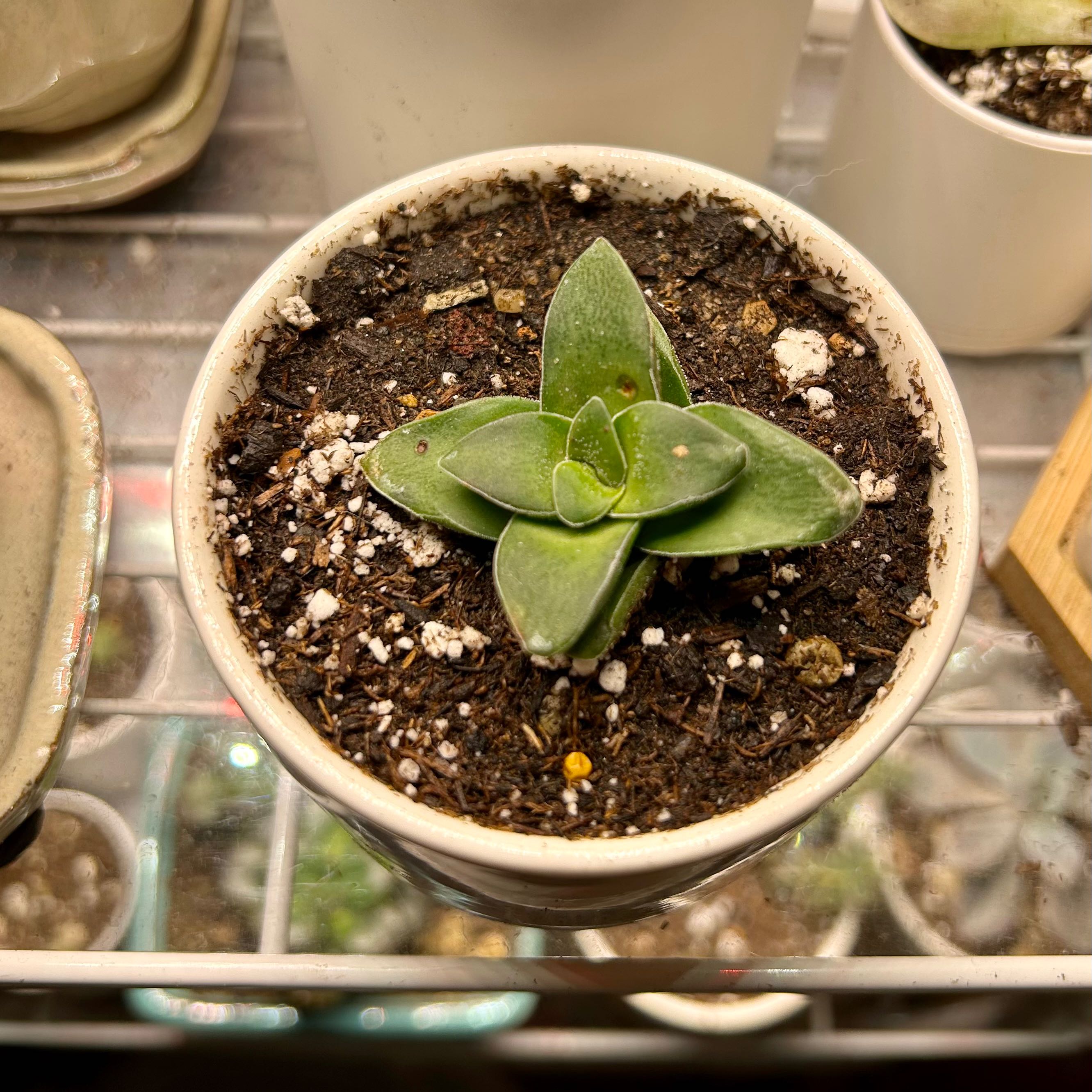 Crassula 'Springtime' plant in a white pot with visible soil, healthy green leaves.