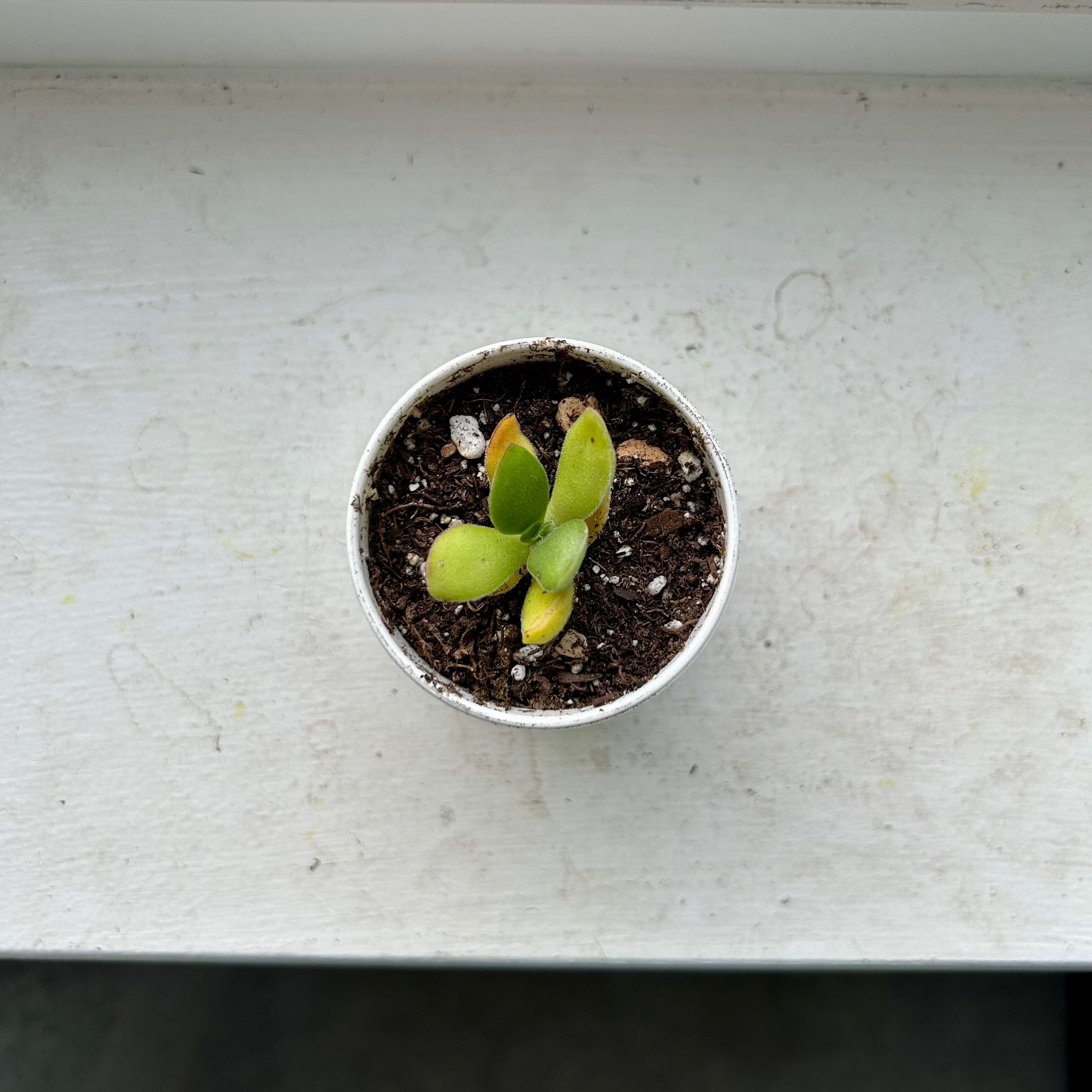 Small potted Crassula rogersii plant with visible soil and some yellowing leaves.