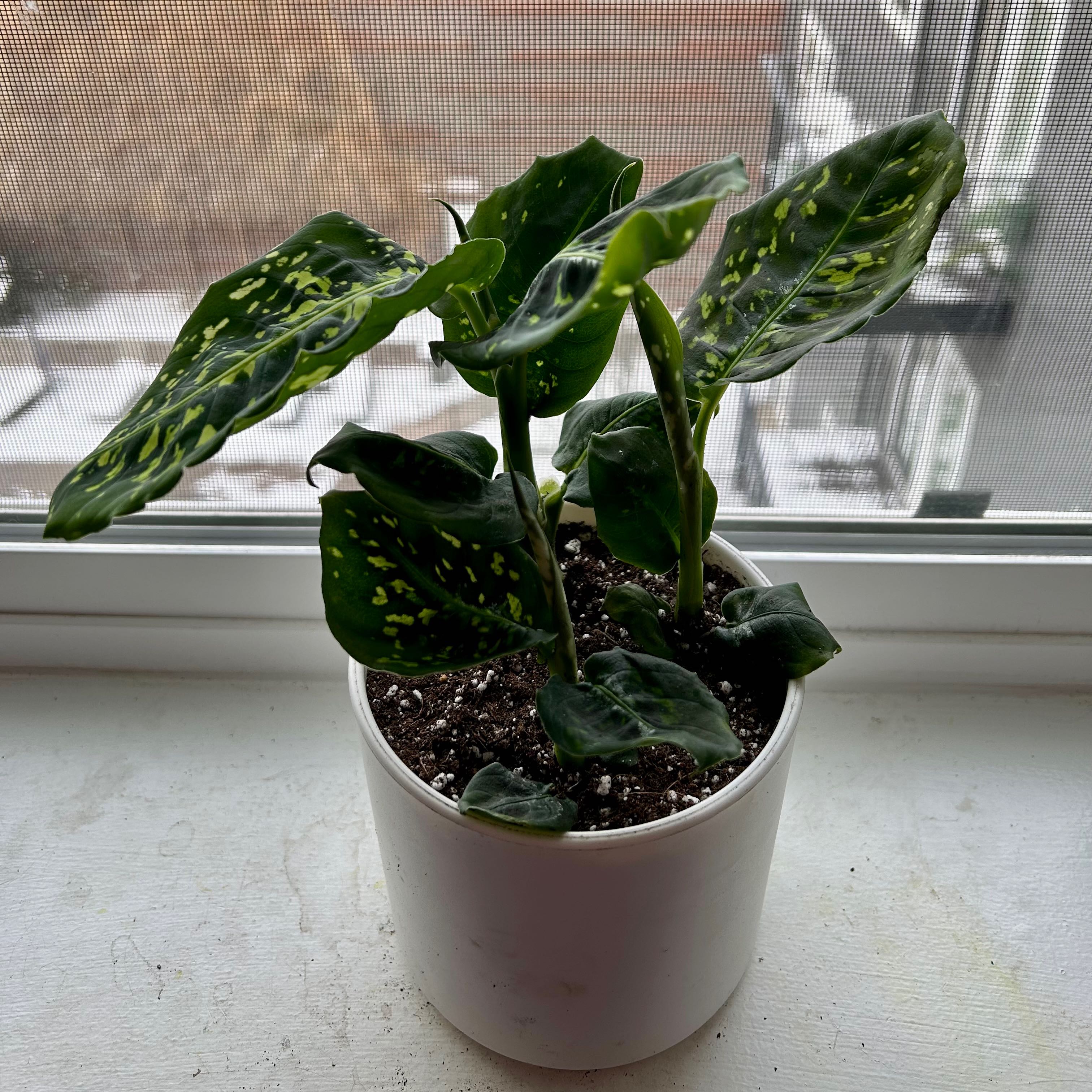 Dumb Cane 'Reflector' plant in a white pot on a windowsill with dark green leaves and yellow speckles.