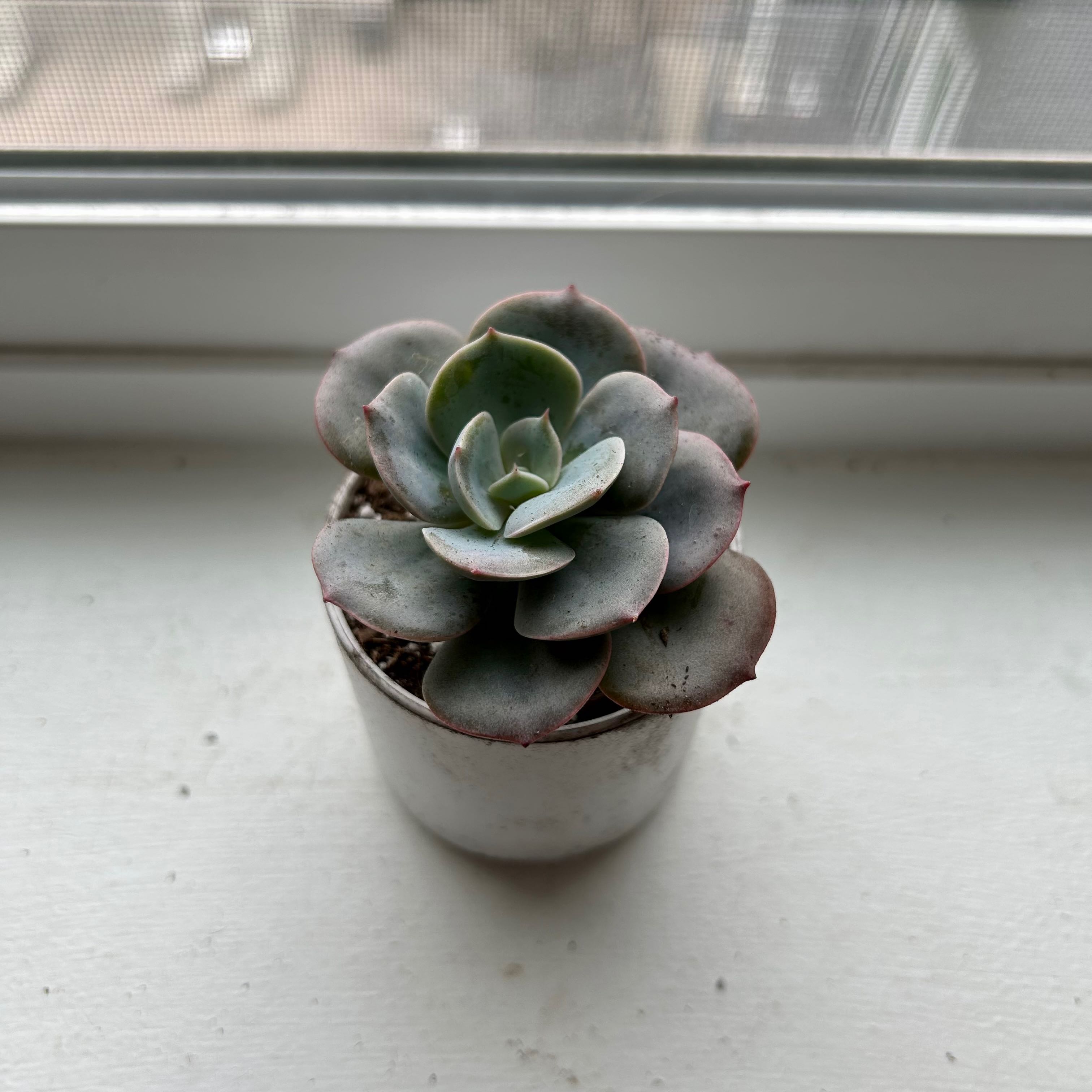 Potted Echeveria 'Dusty Rose' succulent on a windowsill.