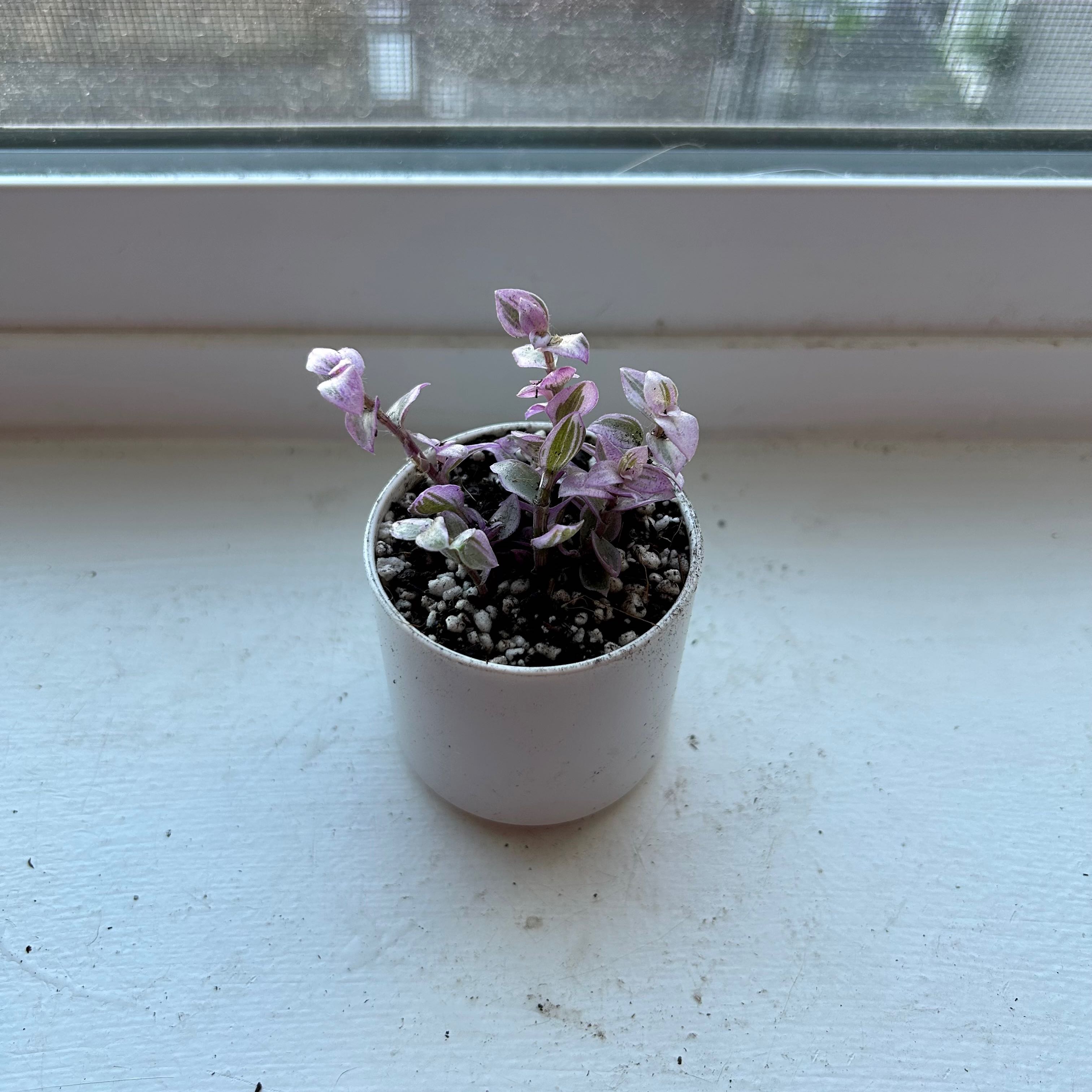 Potted Pink Panther Tradescantia on a windowsill with some leaf discoloration.