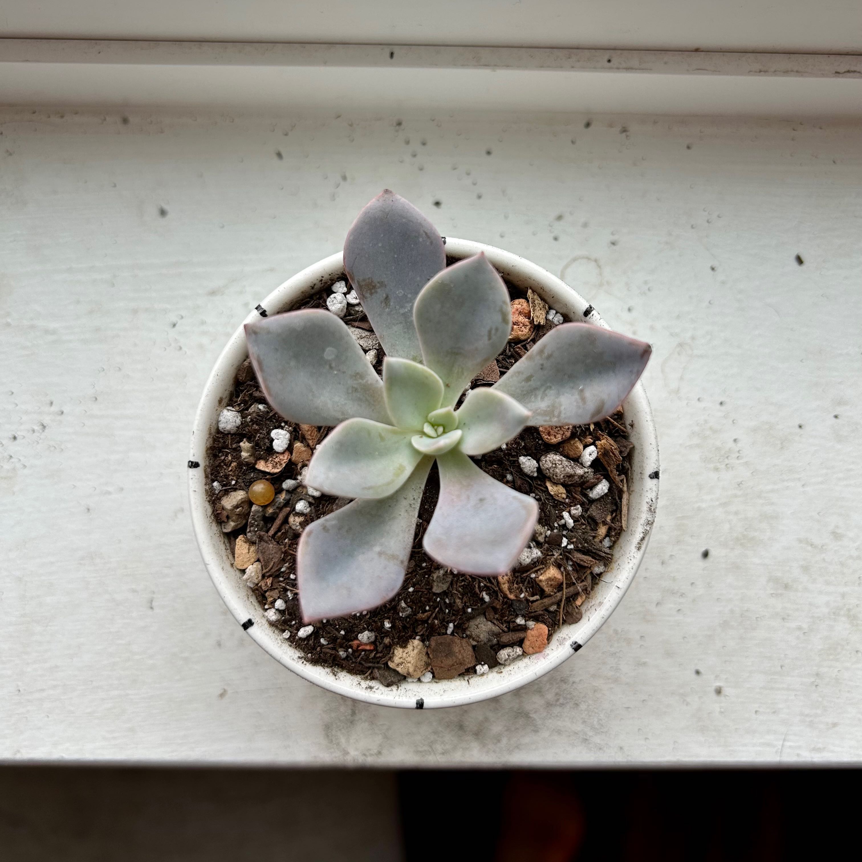 Potted Graptoveria 'Debbie' succulent on a windowsill, healthy with no visible issues.