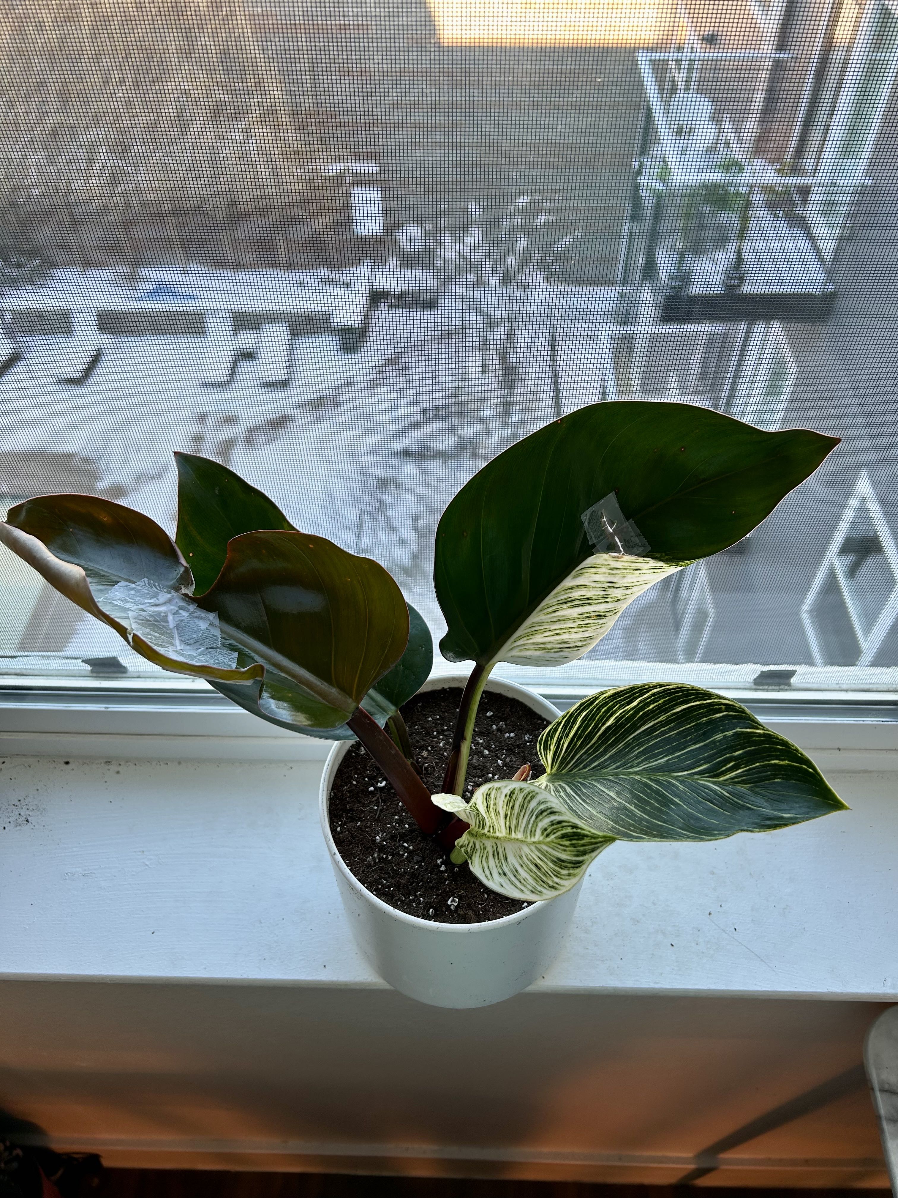 Photo from the post