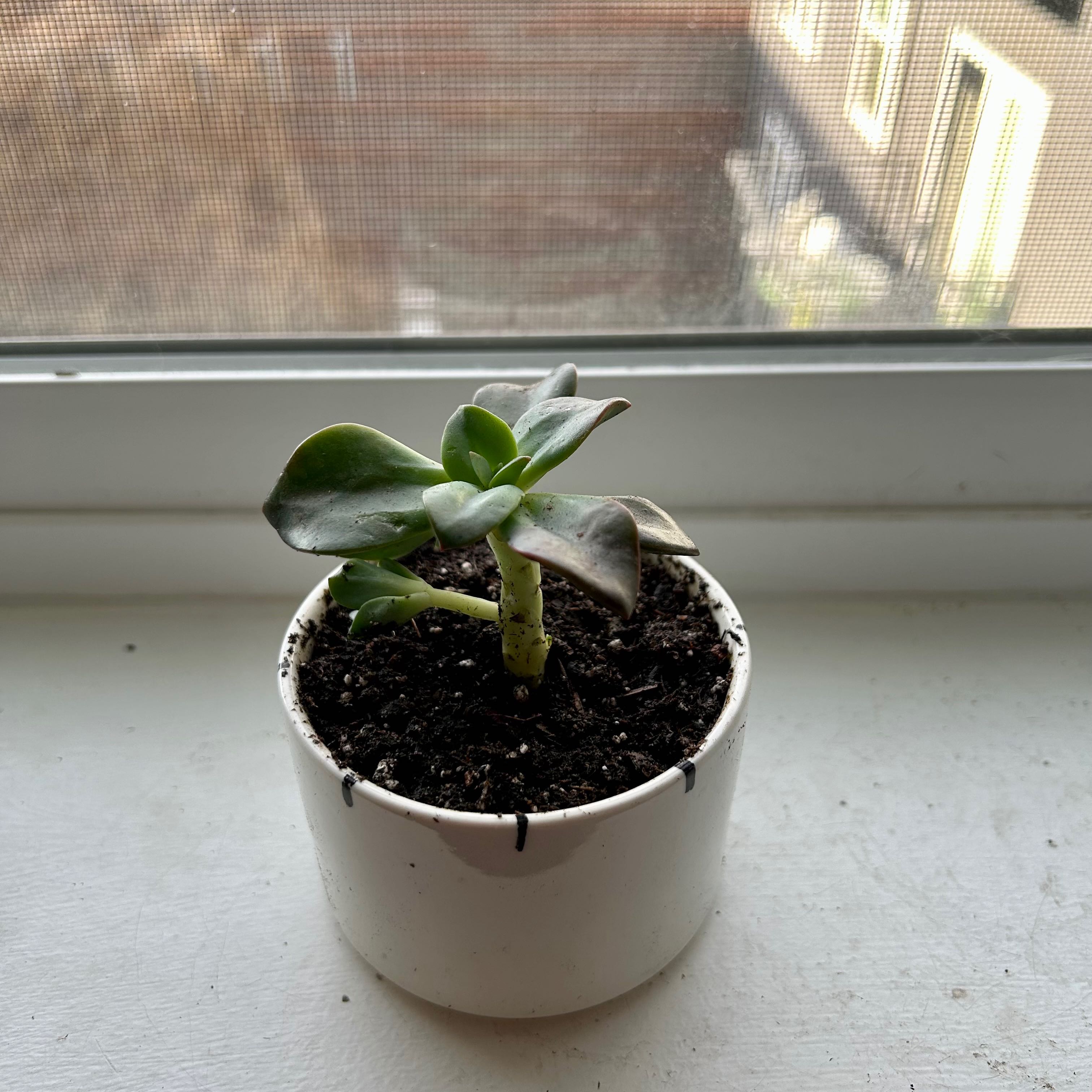 Echeveria 'Chroma' plant in a white pot on a windowsill, healthy and well-framed.