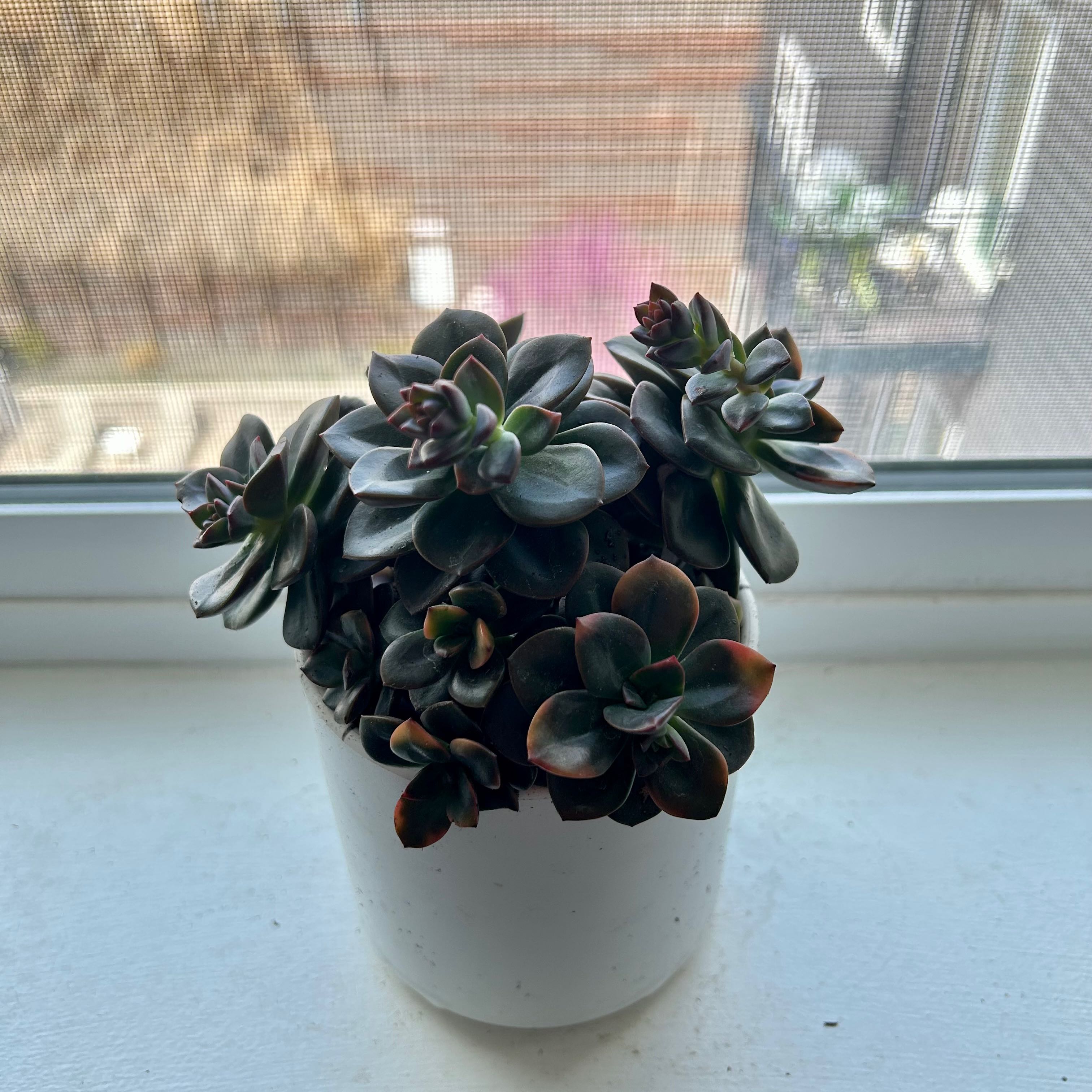 Potted Echeveria 'Chroma' on a windowsill, healthy with vibrant leaves.