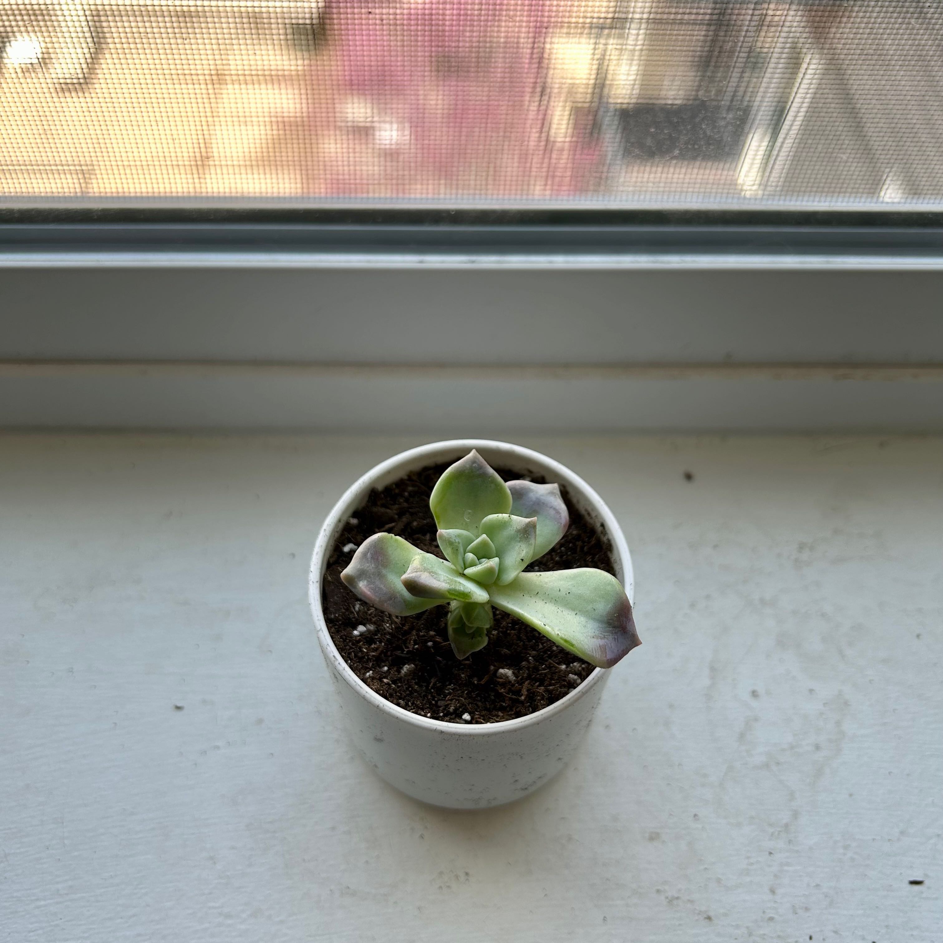 Five Stamen Graptopetalum succulent in a white pot on a windowsill.
