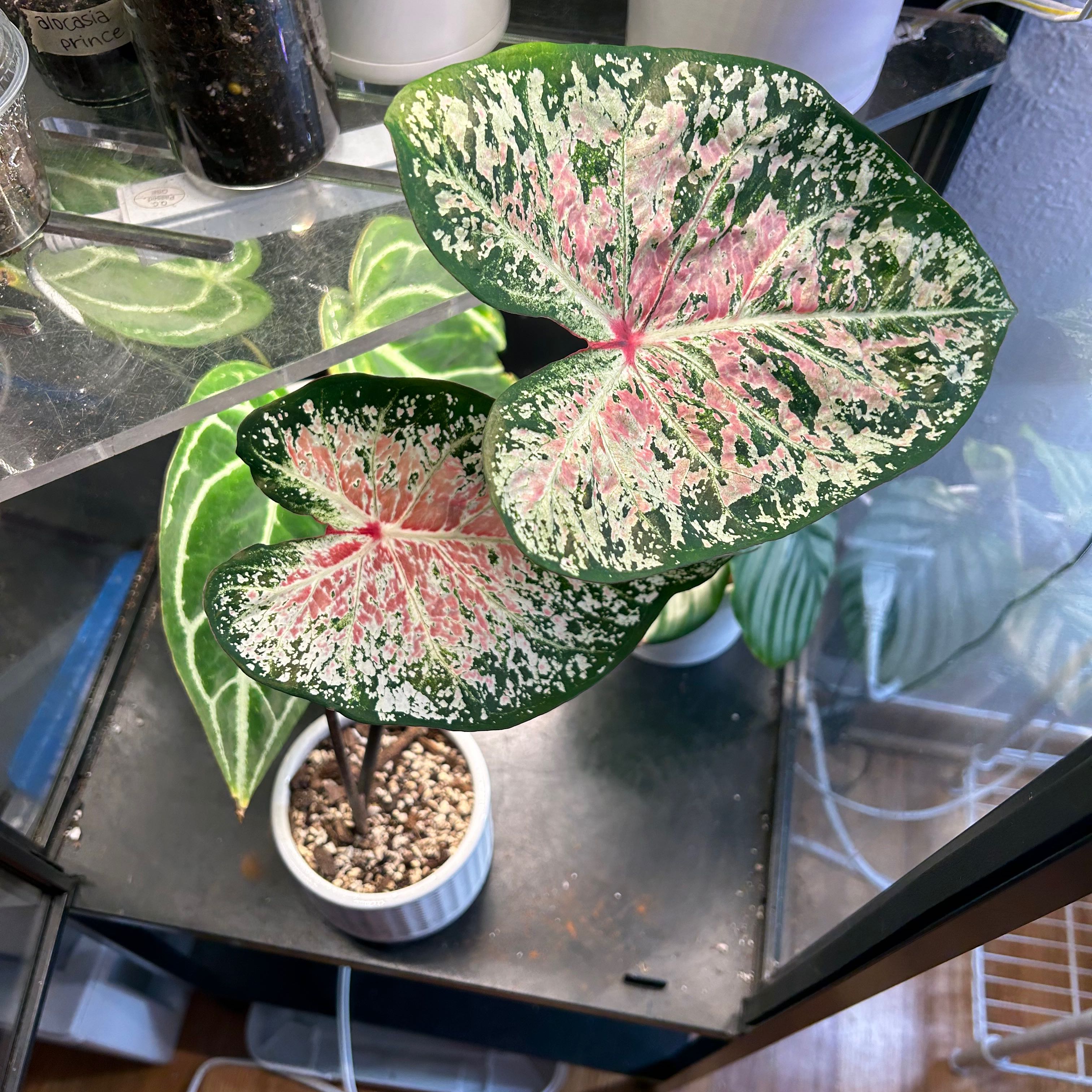 Plant care for Amaryllis on Greg, the plant care app