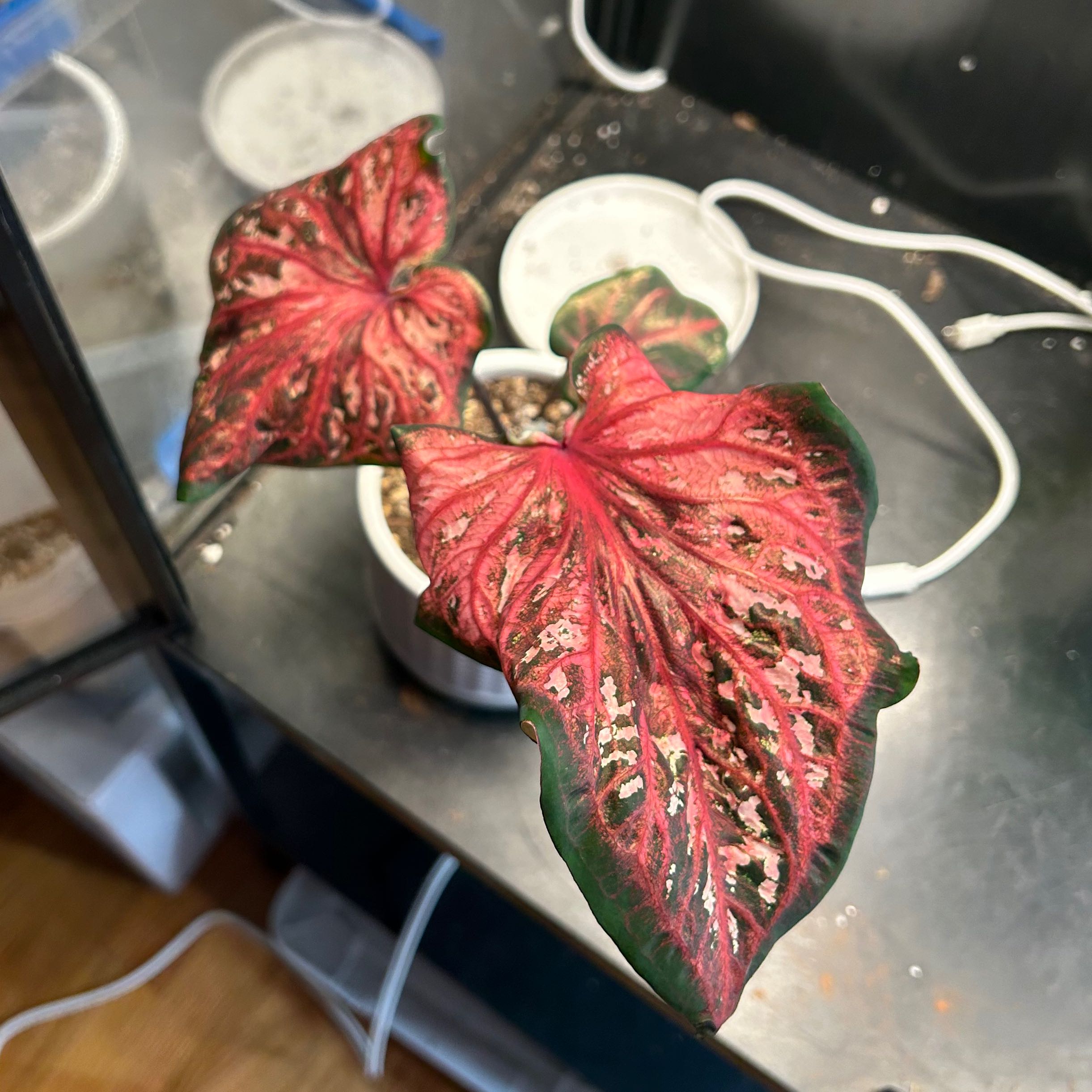 Plant care for Amaryllis on Greg, the plant care app