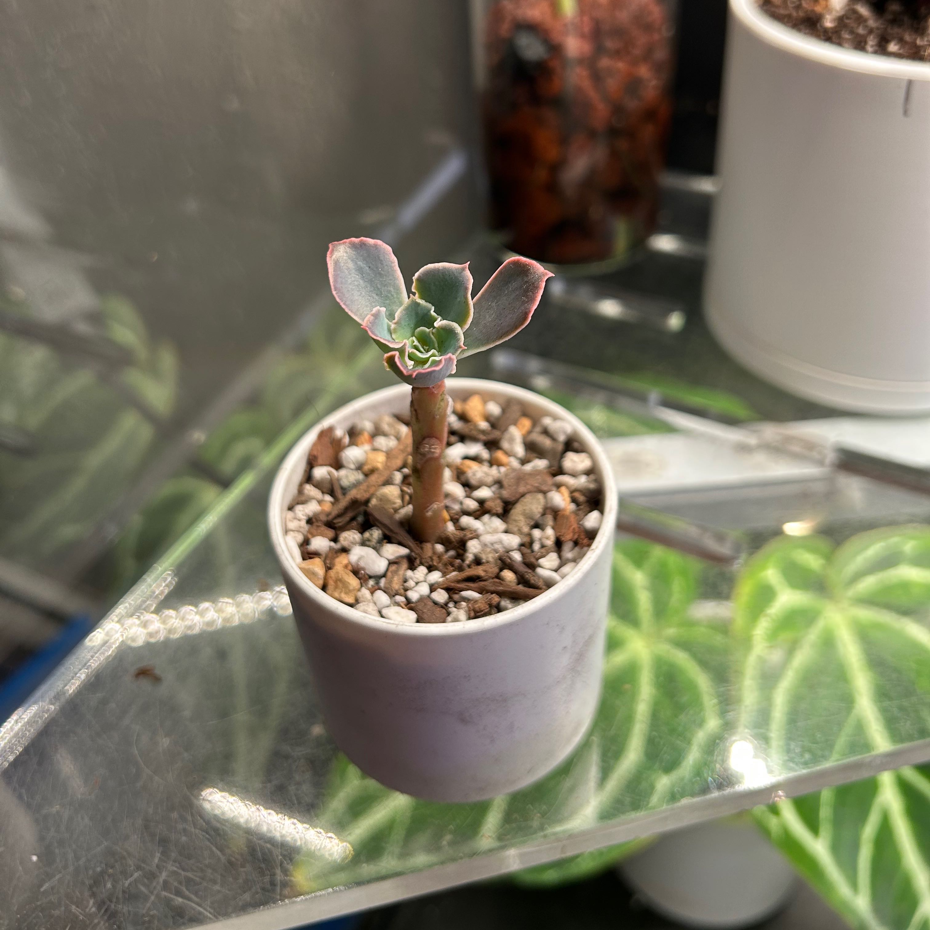 Echeveria 'Neon Breakers' plant in a pot with visible soil, early growth stage.