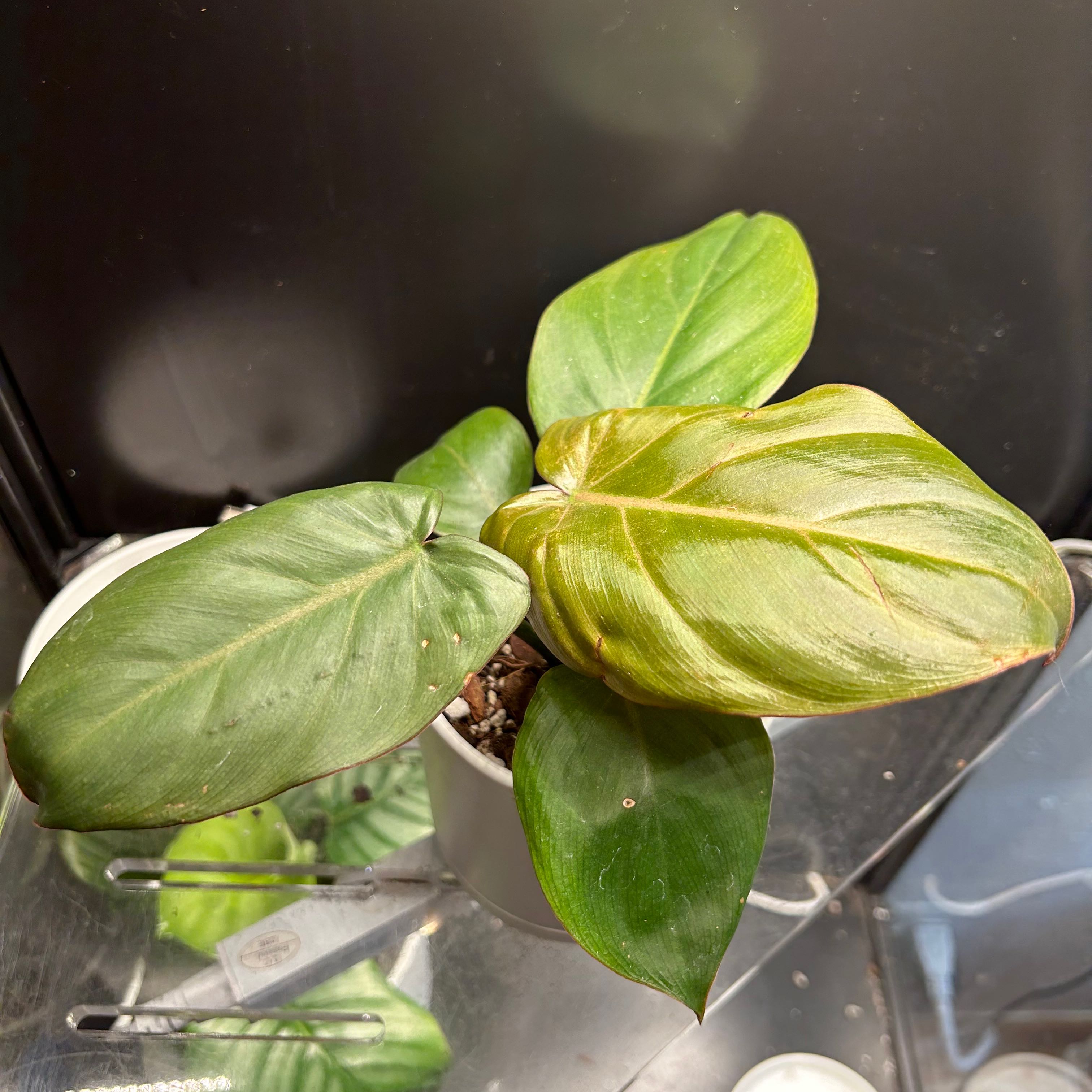 Philodendron 'Summer Glory' plant with one yellowing leaf and visible soil.