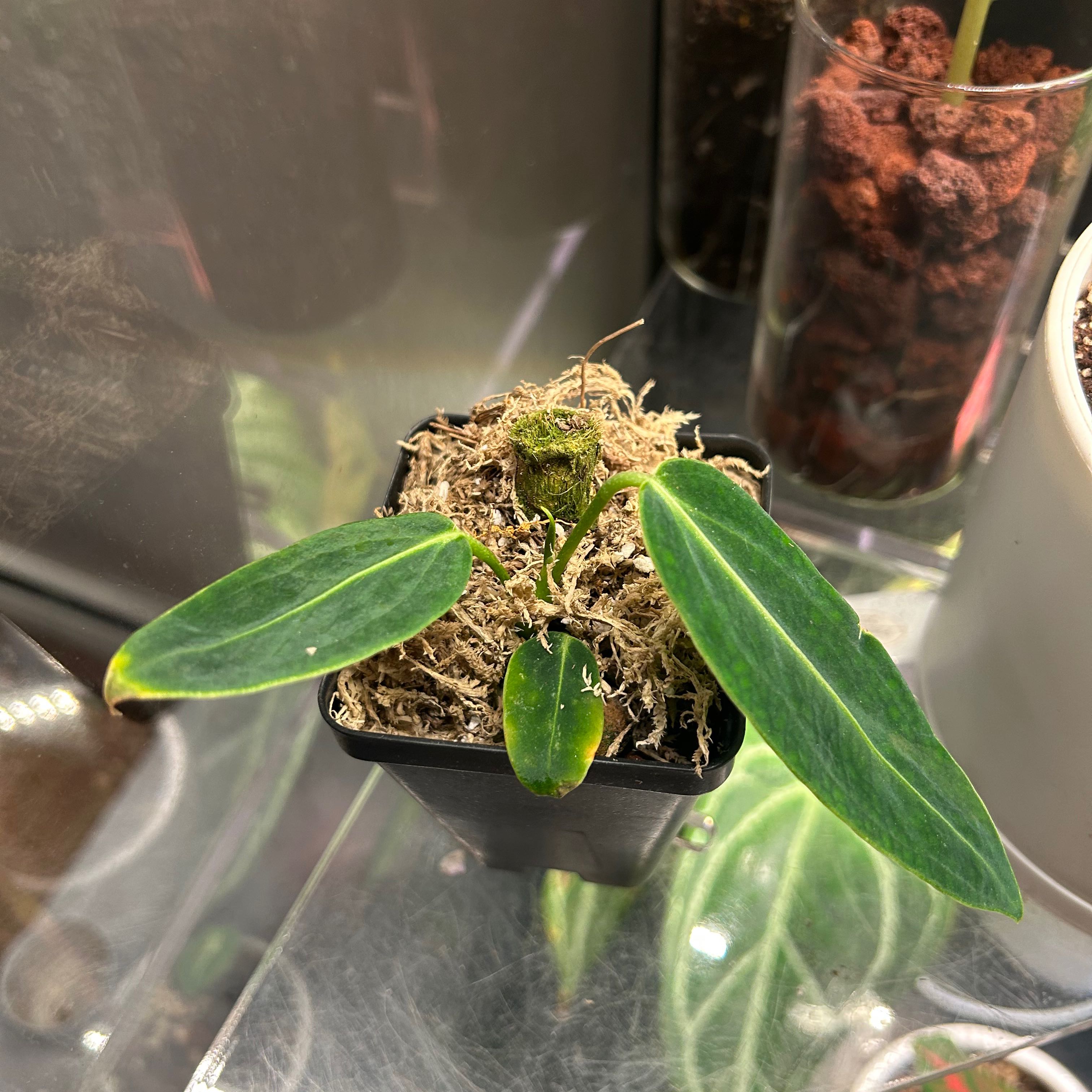 Anthurium warocqueanum plant in a pot with visible soil and moss, showing some yellowing and browning leaves.