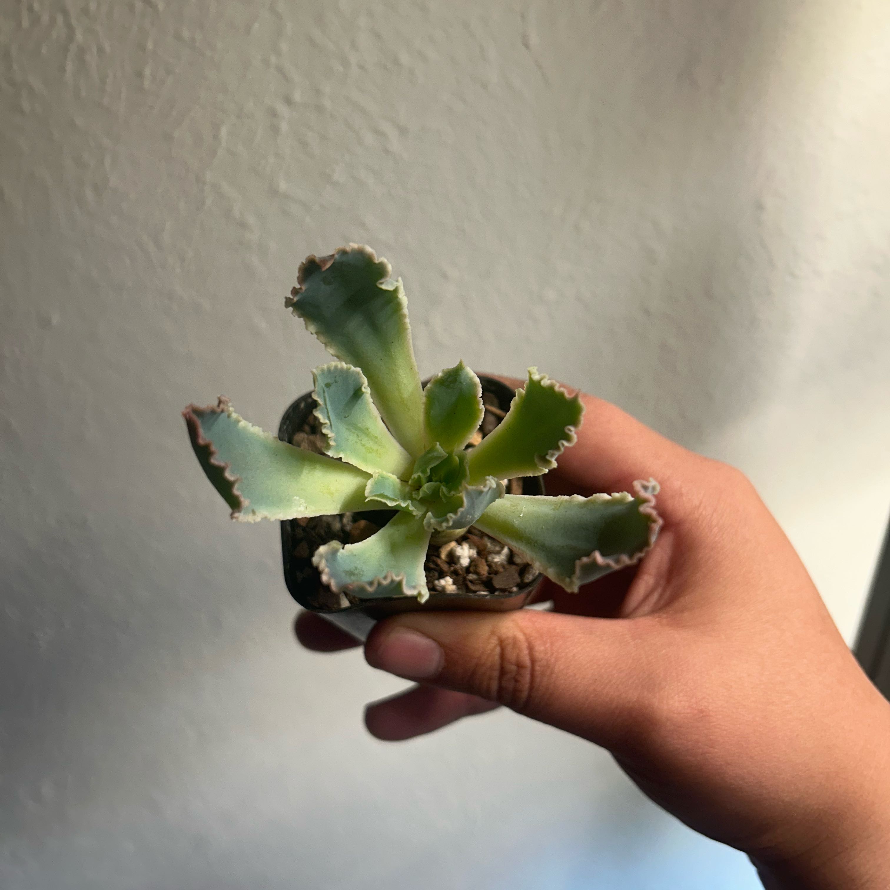 Echeveria 'Neon Breakers' plant held by a hand, with visible soil and some leaf discoloration.