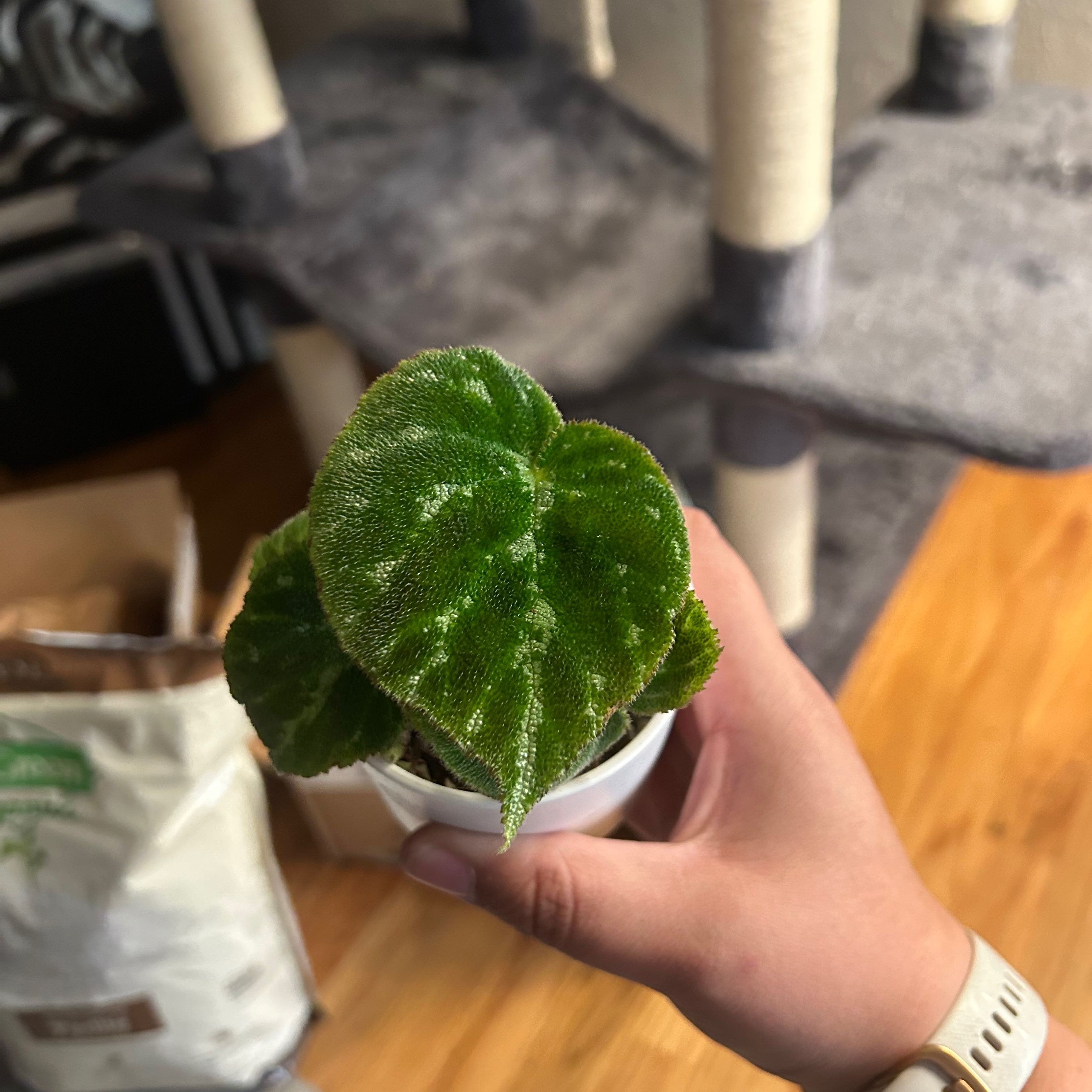 Begonia 'Pustulata' How Much Water & Light Does it Need to Thrive?