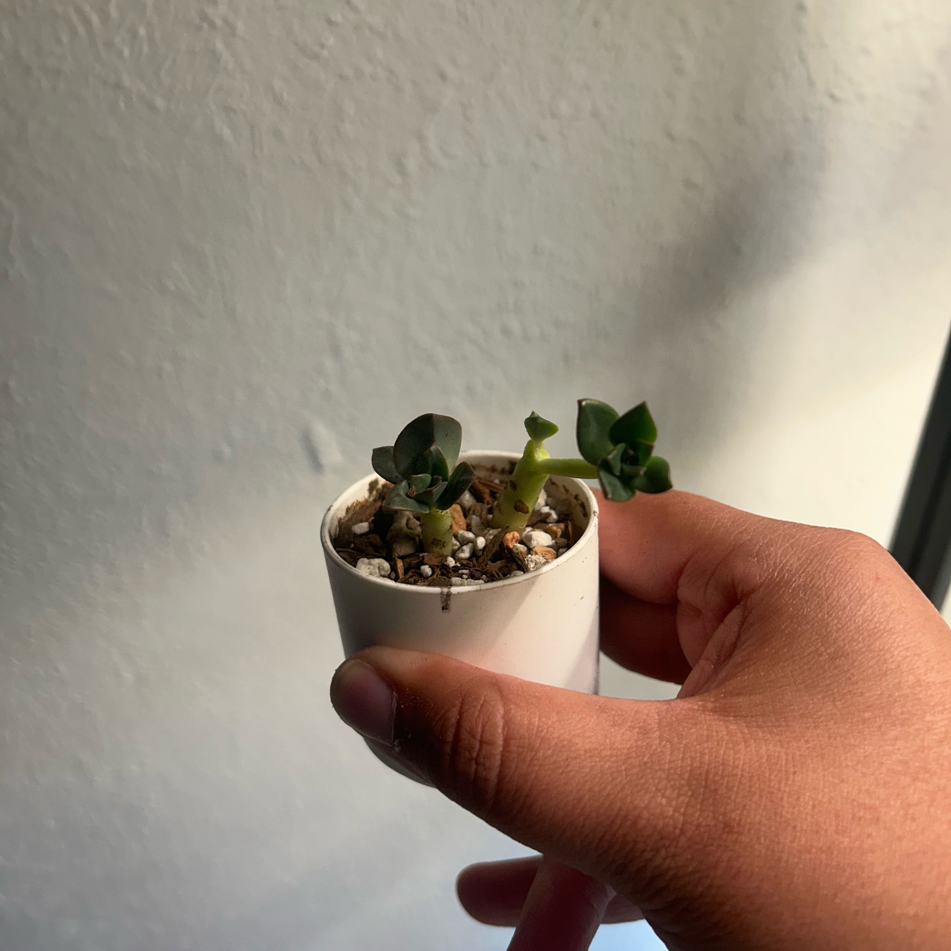 Echeveria 'Chroma' plant in a white pot held by a hand, with visible soil.