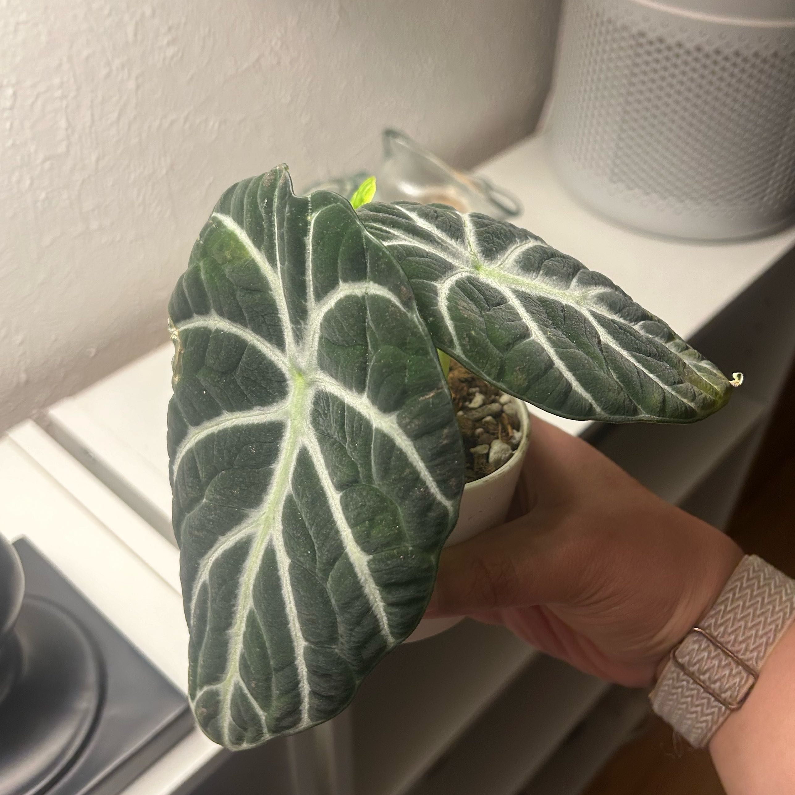 Alocasia Ninja plant with dark green leaves and white veins, held by a hand.