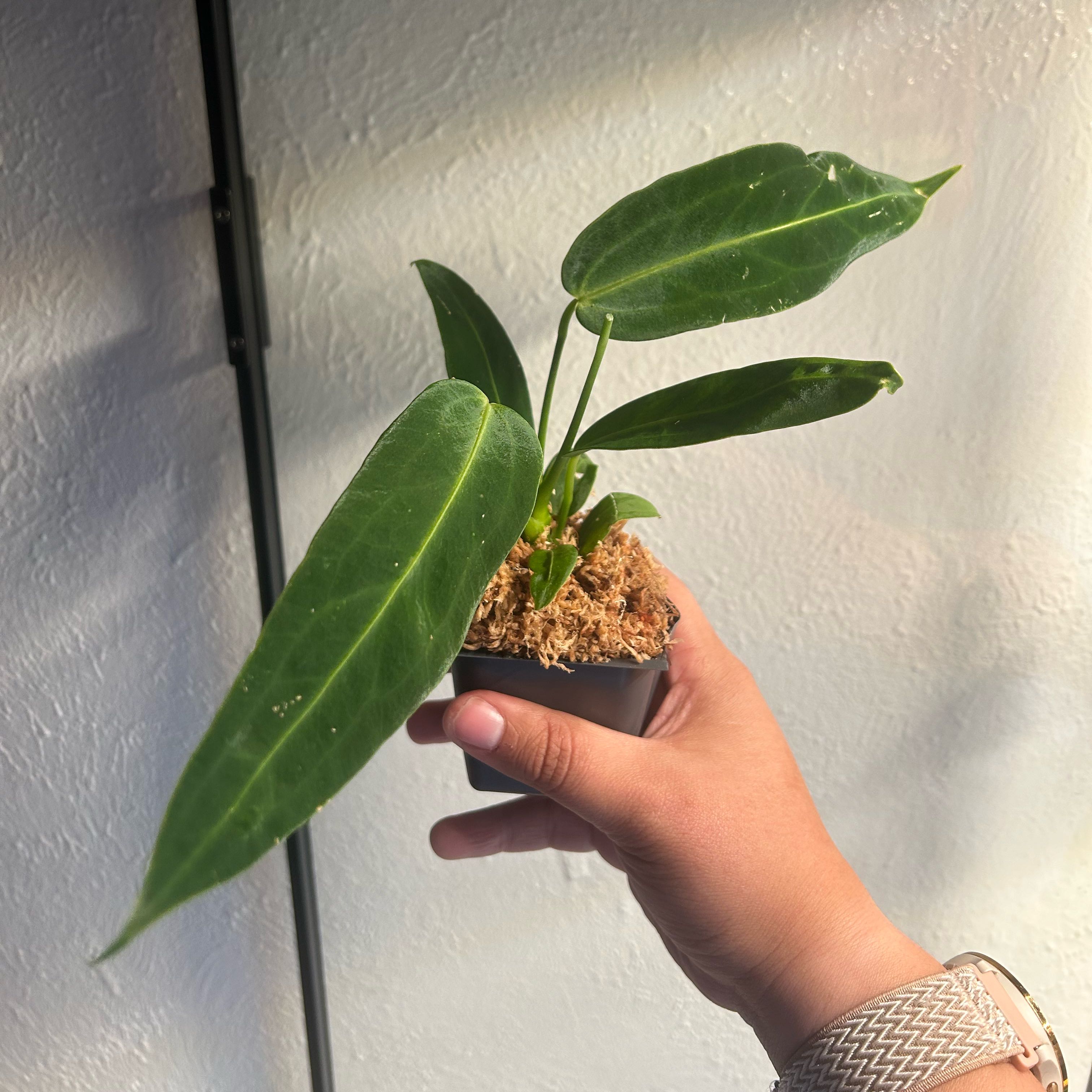 Hand holding a healthy Anthurium warocqueanum plant with elongated dark green leaves.