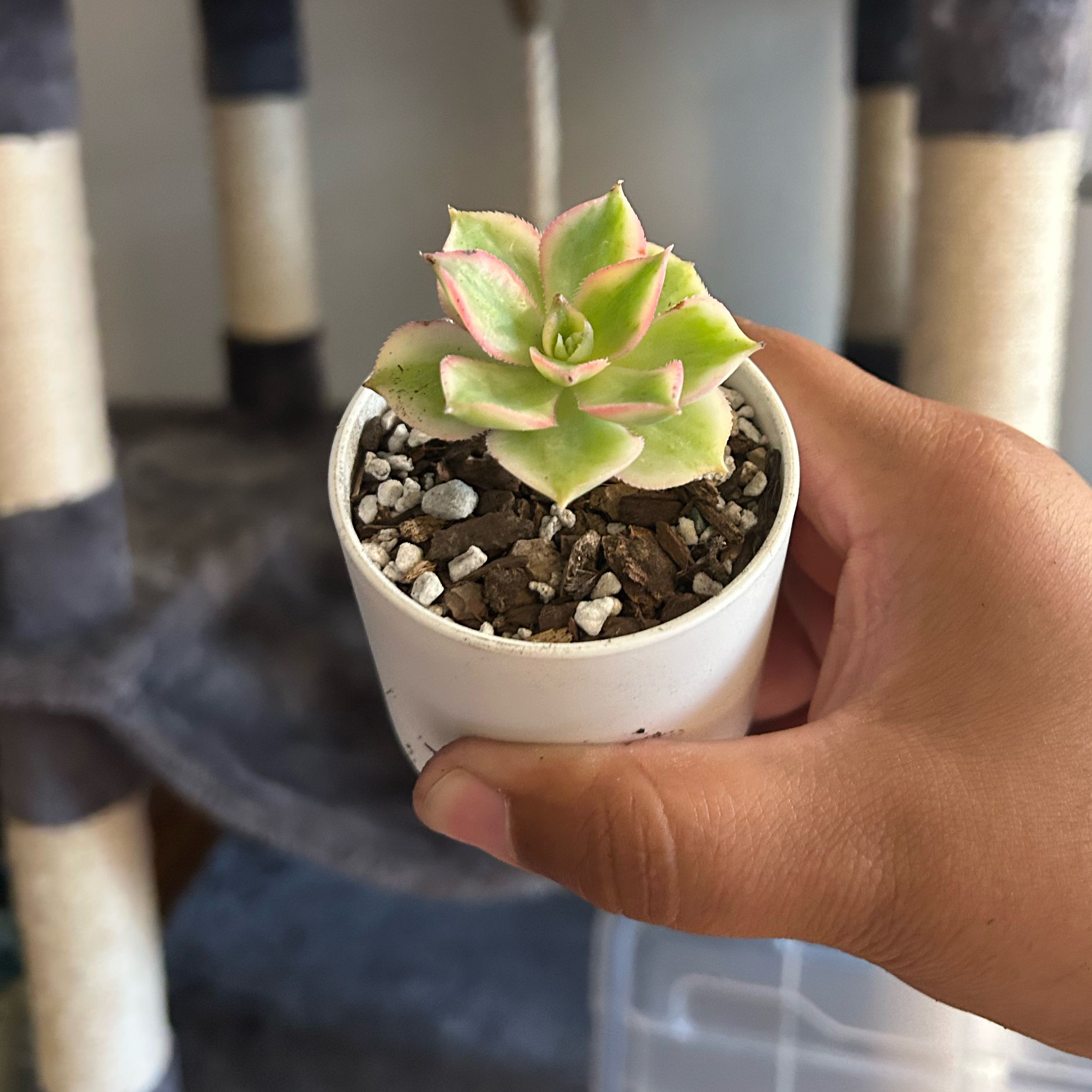 Photo of the plant species Aeonium 'Sunburst' by @lexindoorjungle named Esperanza on Greg, the plant care app