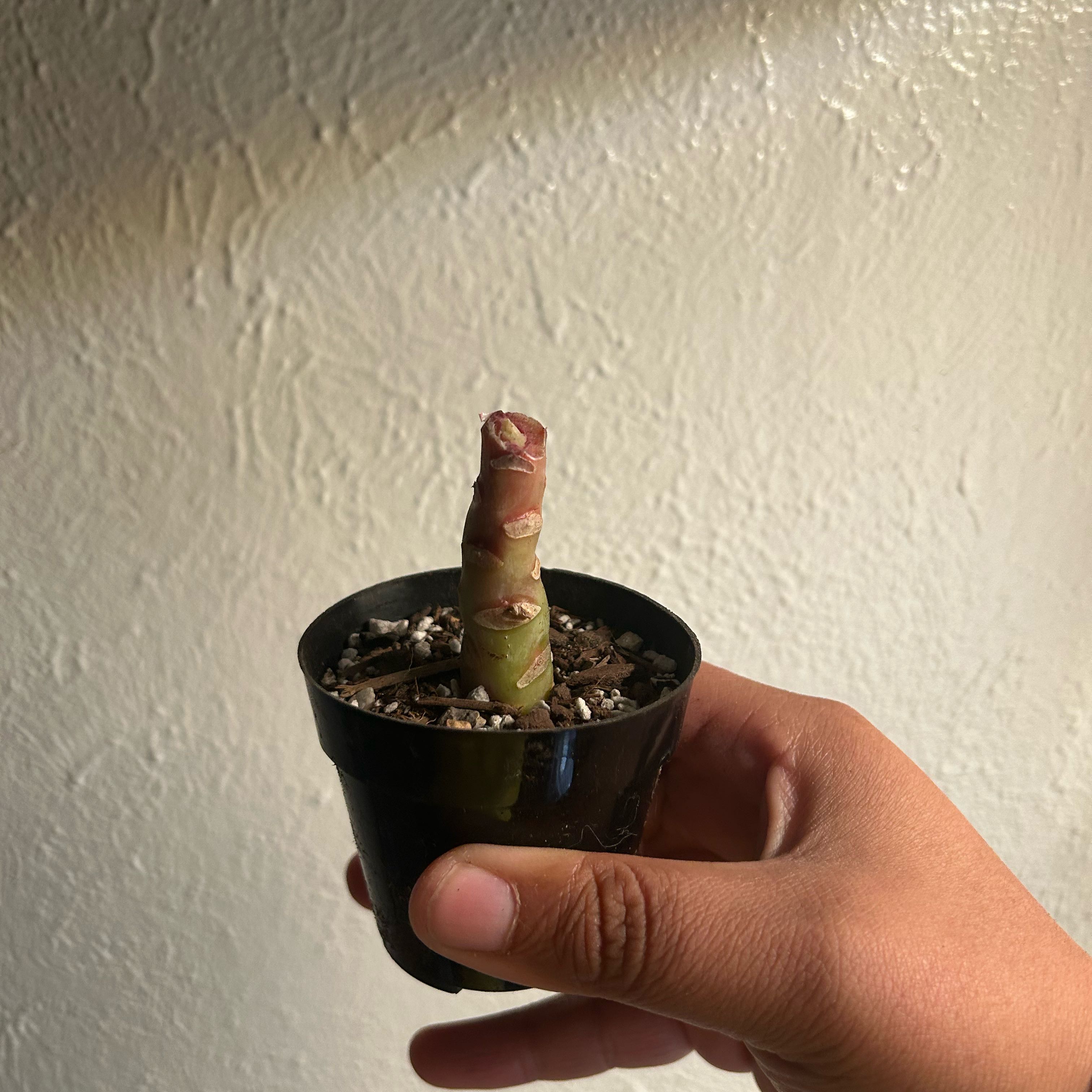 Photo of the plant species Violacina by @lexindoorjungle named Violet on Greg, the plant care app