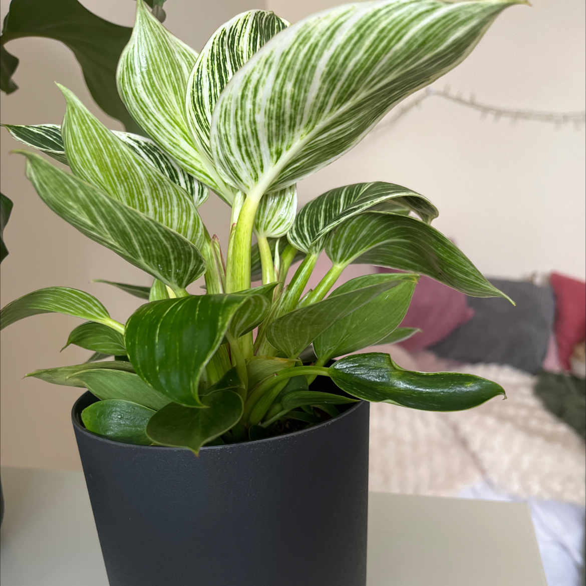 Photo of the plant species Philodendron 'White Wave' by @Jimmi named Darwin on Greg, the plant care app
