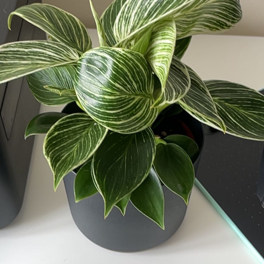 Photo of the plant species Philodendron 'White Wave' by @Jimmi named Keanu Leaves on Greg, the plant care app