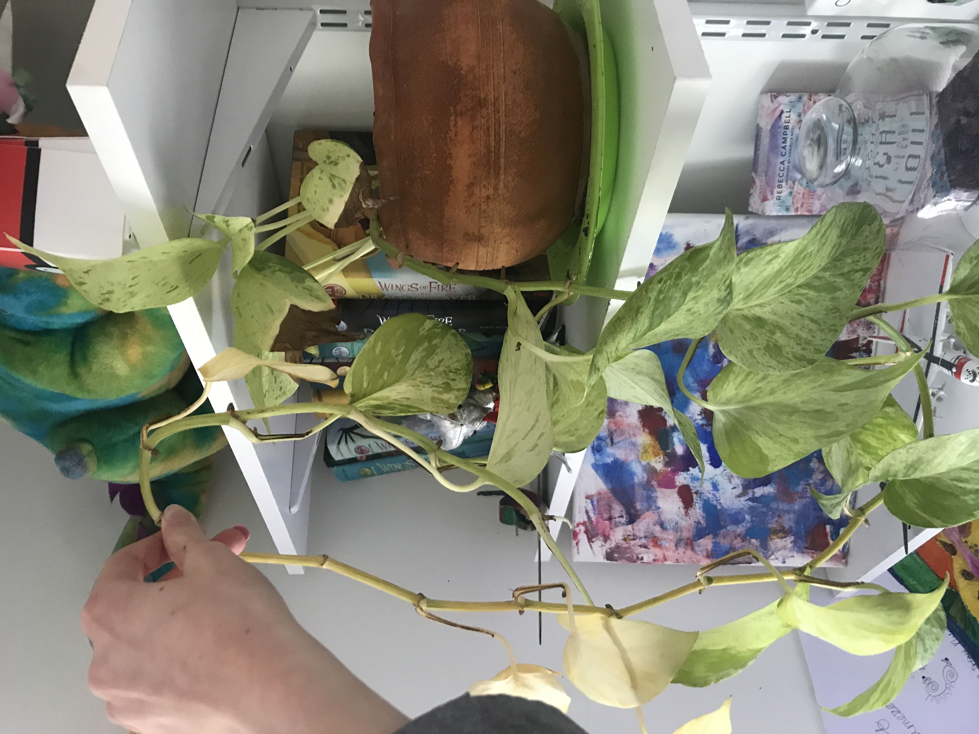 Photo from the post