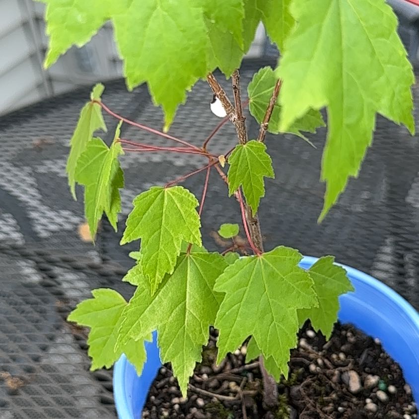 Young Silver Maple plant in a blue pot with healthy green leaves.