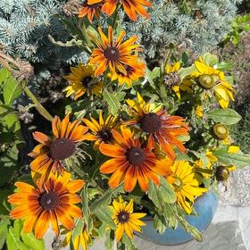 Photo of the plant species Blackeyed Susan by @IntenselyDwarf named Fernie Mercury on Greg, the plant care app