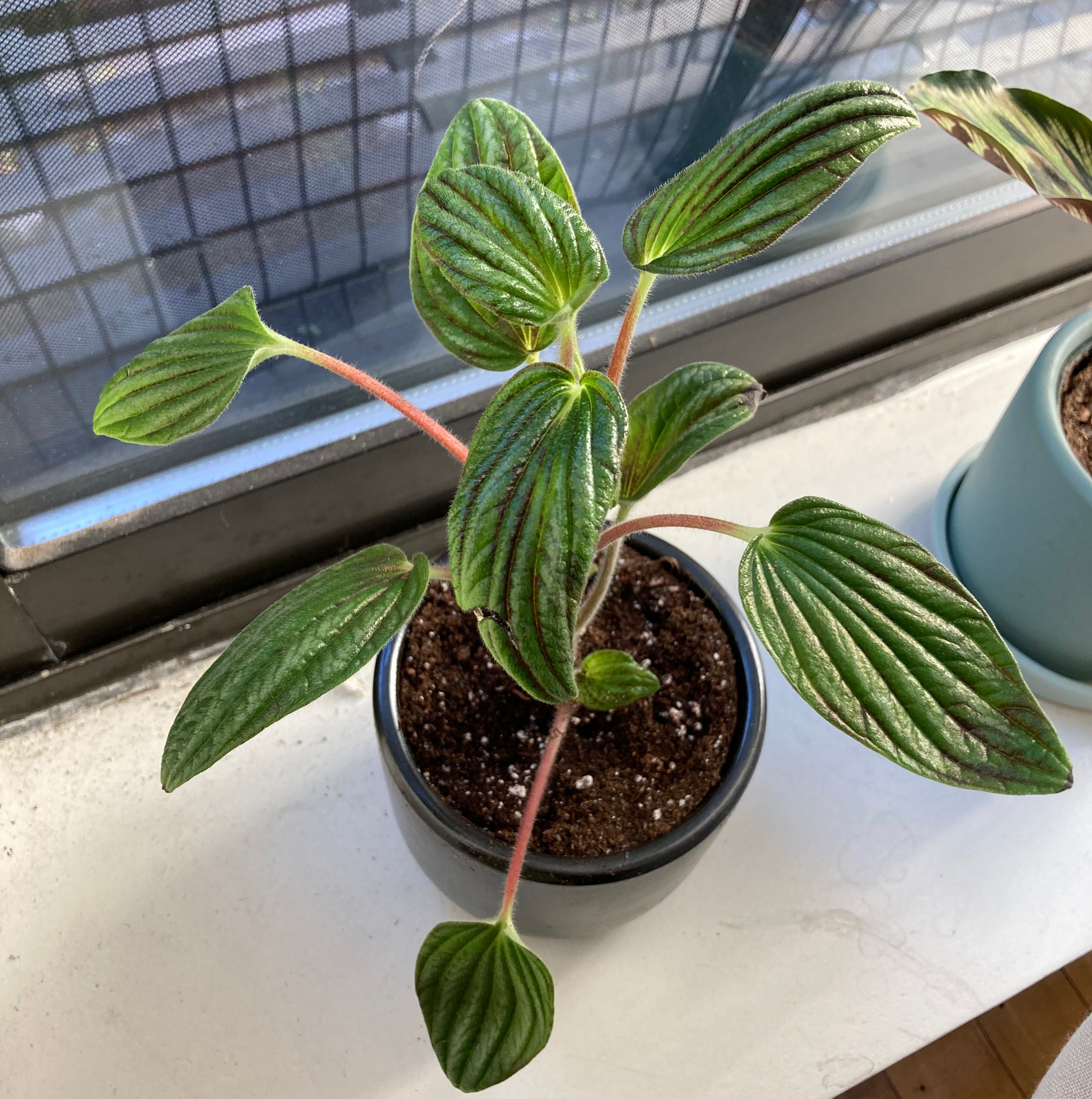 Photo of the plant species Peperomia 'Fuzzy Mystery' by @ZarfCallalily named Your plant on Greg, the plant care app