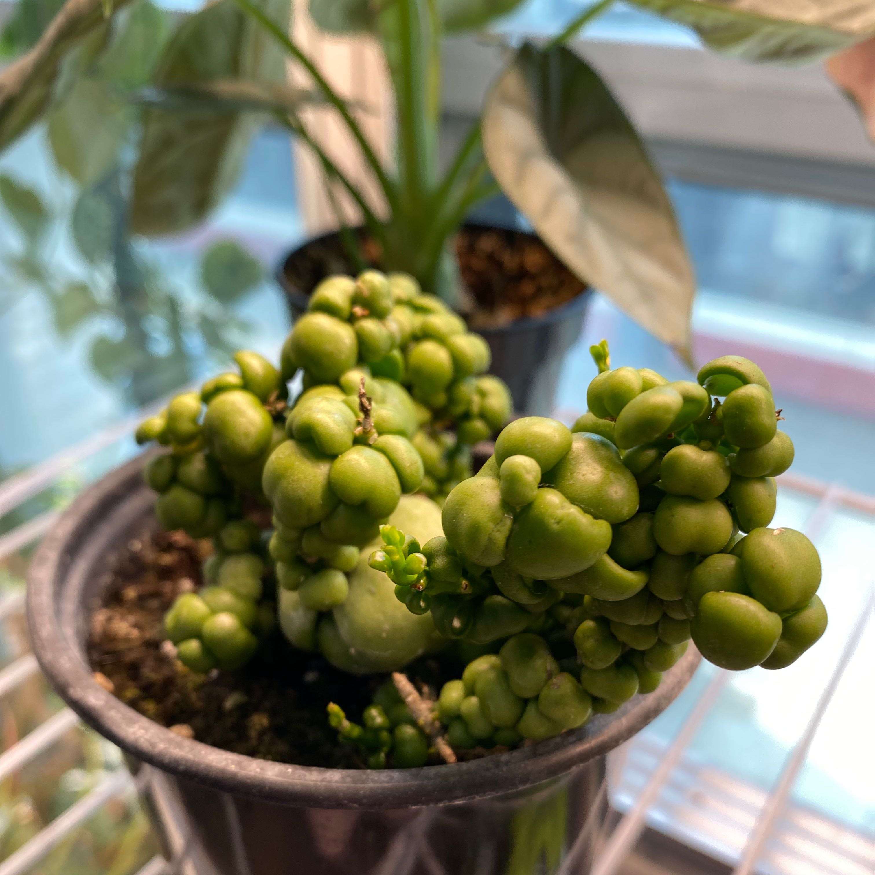 Photo of the plant species Dragon Jade by @Jepproxx named Bubbles on Greg, the plant care app