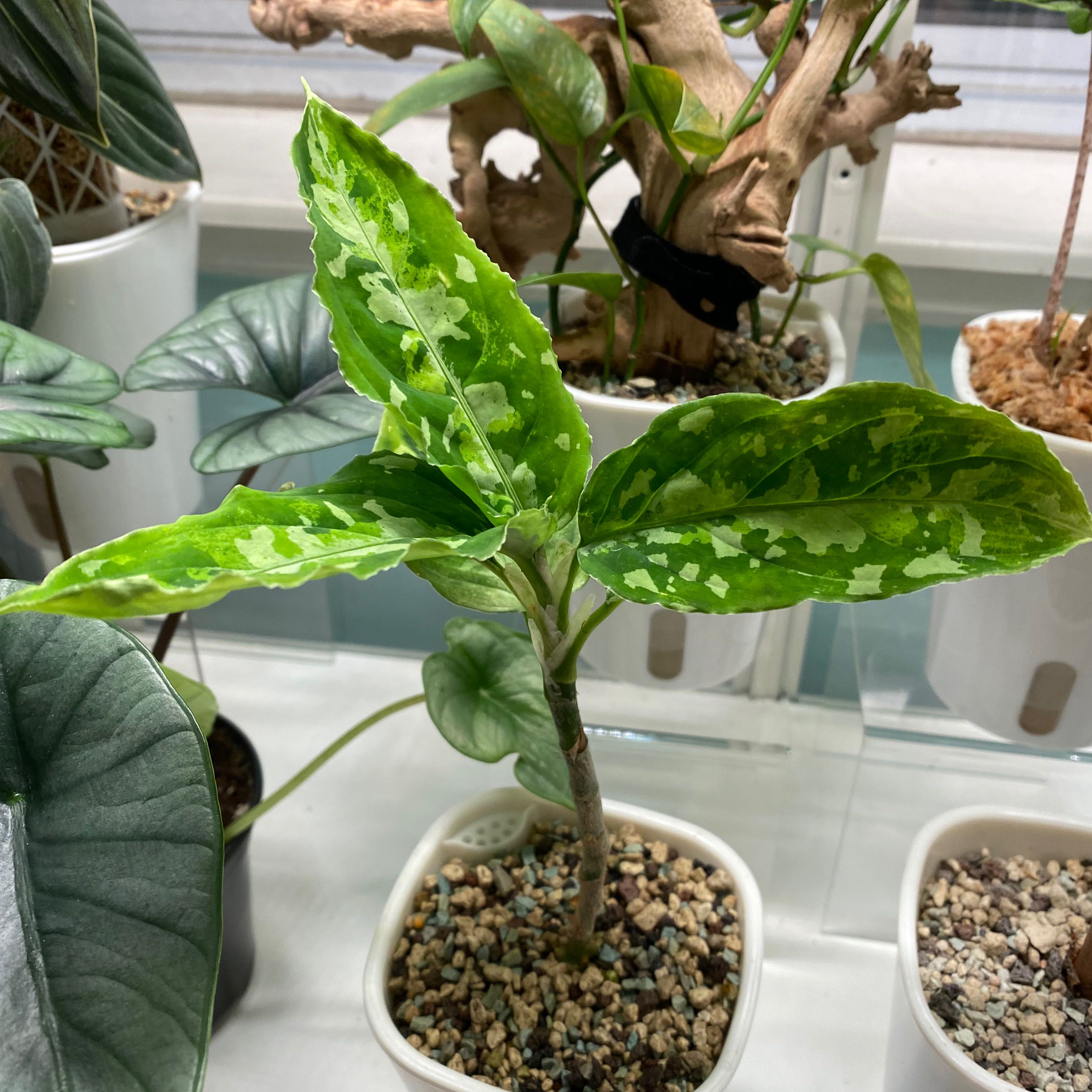 Aglaonema 'Tricolor' plant with variegated green leaves in a white pot, healthy appearance.
