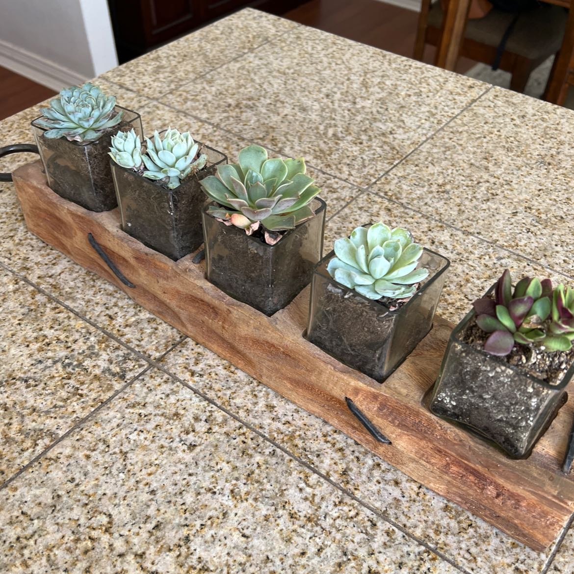 Five succulent plants in glass containers on a wooden tray.