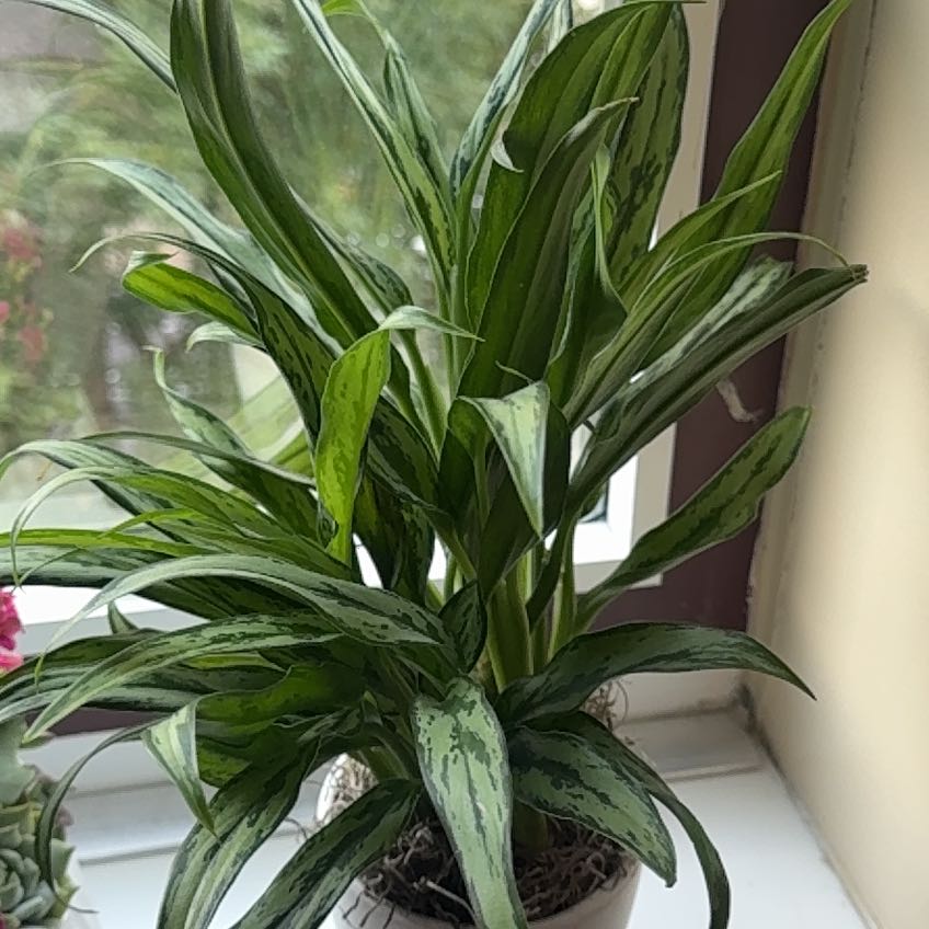 Photo of the plant species Aglaonema by @LegitPinkruby named Fluffy on Greg, the plant care app