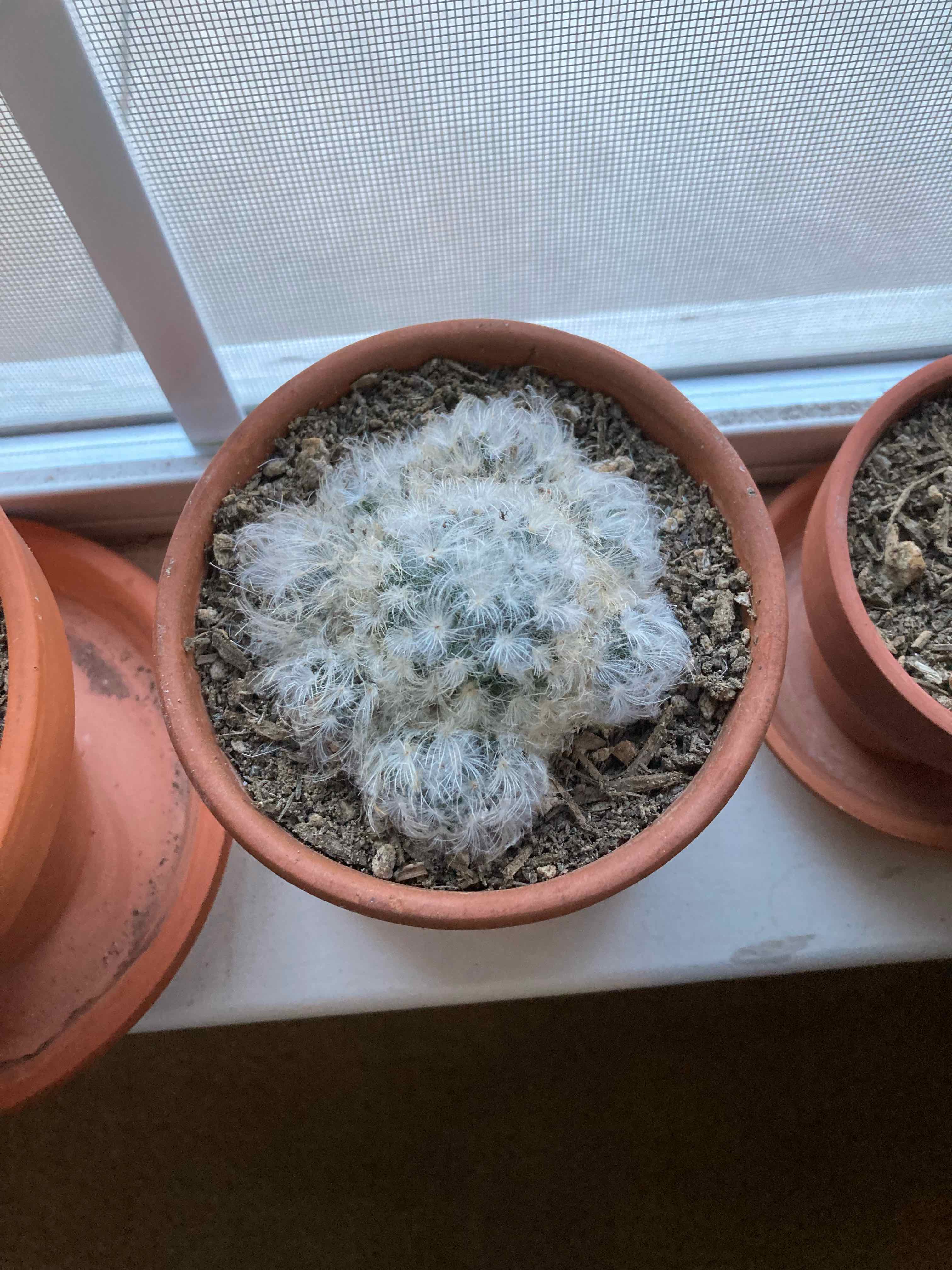Feather Cactus in a terracotta pot on a windowsill with visible dry soil.