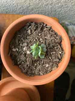 Ghost Echeveria plant