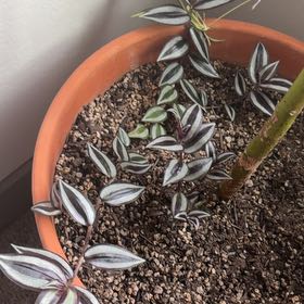 Photo of the plant species Wandering Jew by @LiquidRose84 named Gregarious on Greg, the plant care app
