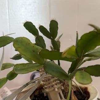 Easter Cactus plant in Nashville, Tennessee