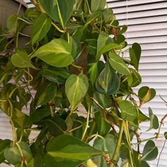 Philodendron Brasil plant in Nashville, Tennessee