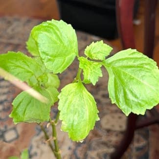 Patchouli plant in Nashville, Tennessee